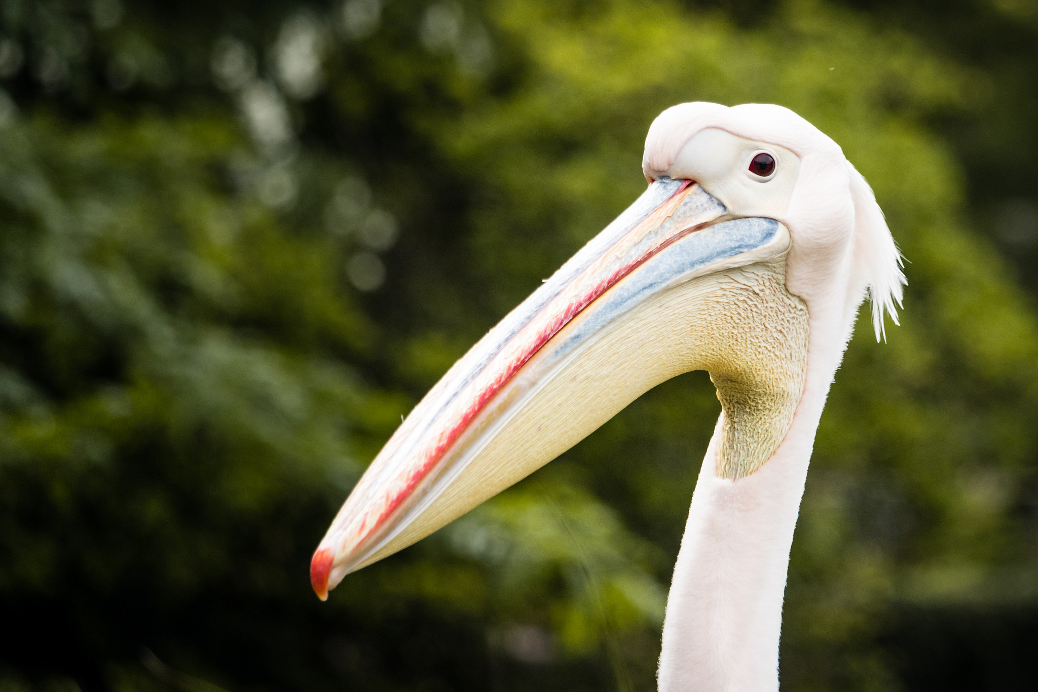 Canon EOS 800D (EOS Rebel T7i / EOS Kiss X9i) sample photo. Pelican photography