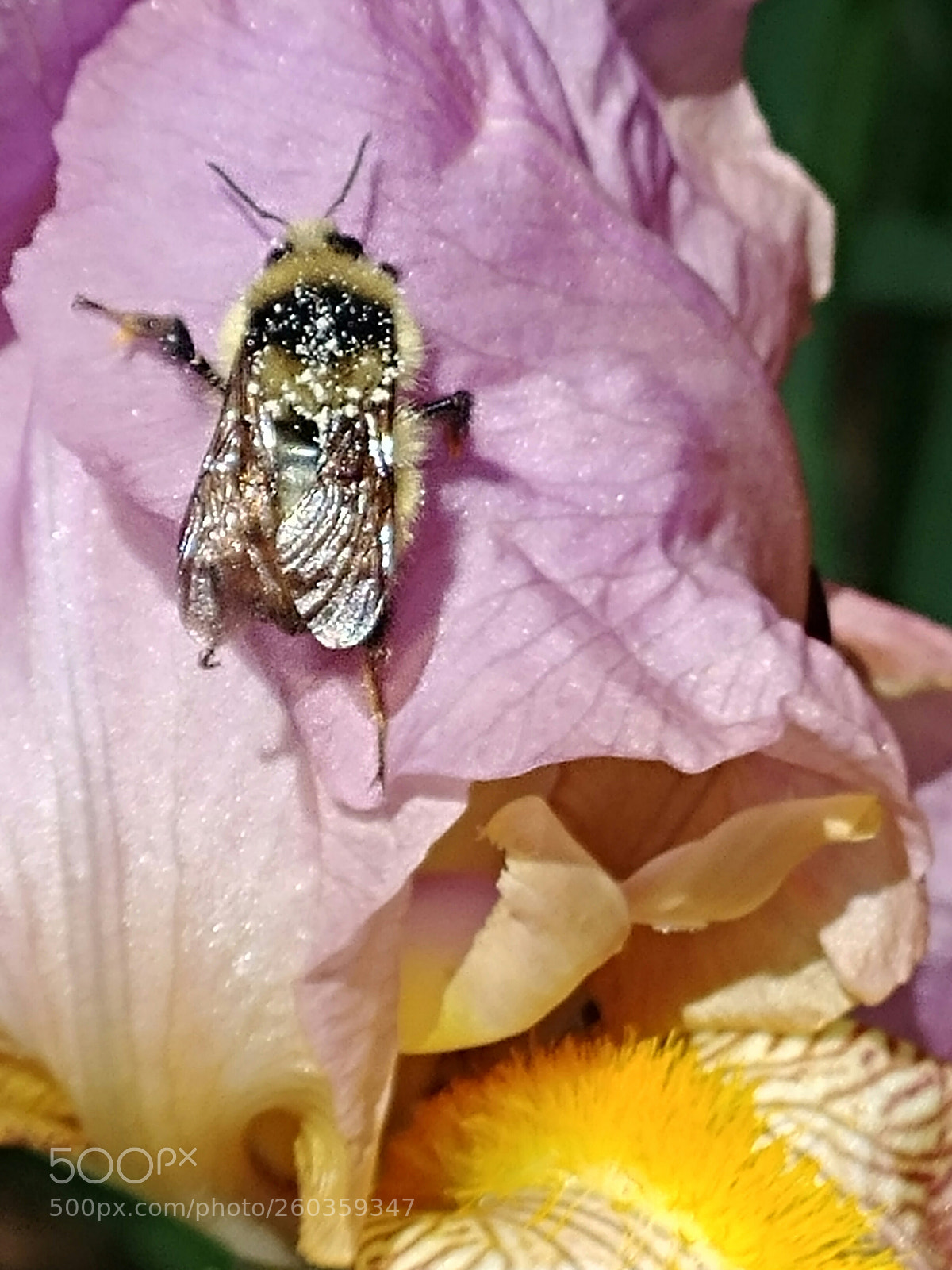 LG G6 sample photo. Bee amazing photography