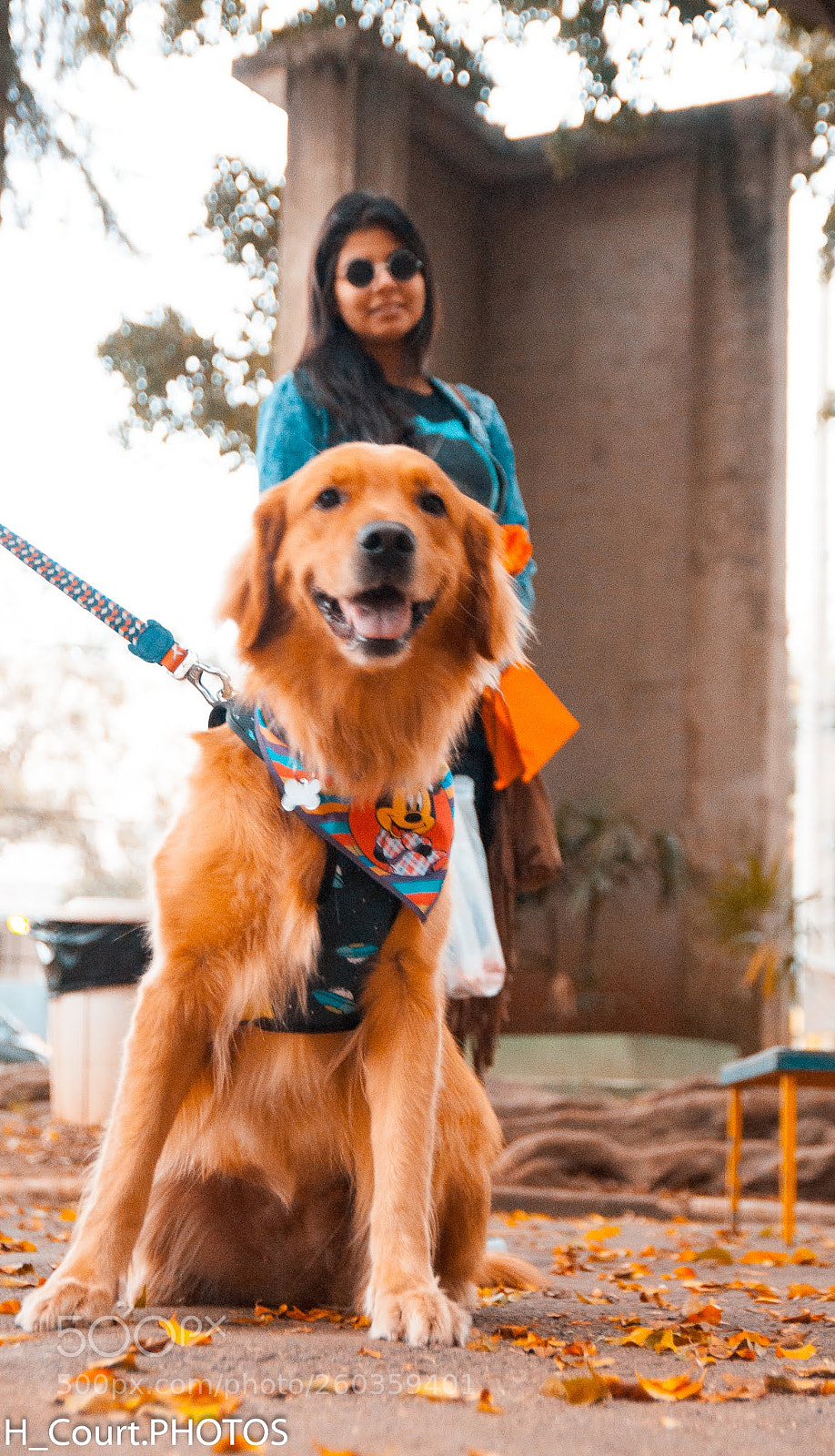 Nikon D90 sample photo. The dog photography