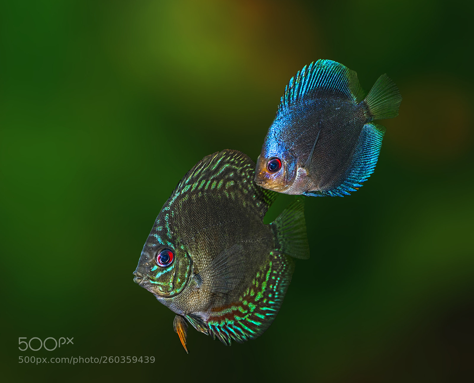 Sony a7R sample photo. Discus blue diamond and photography