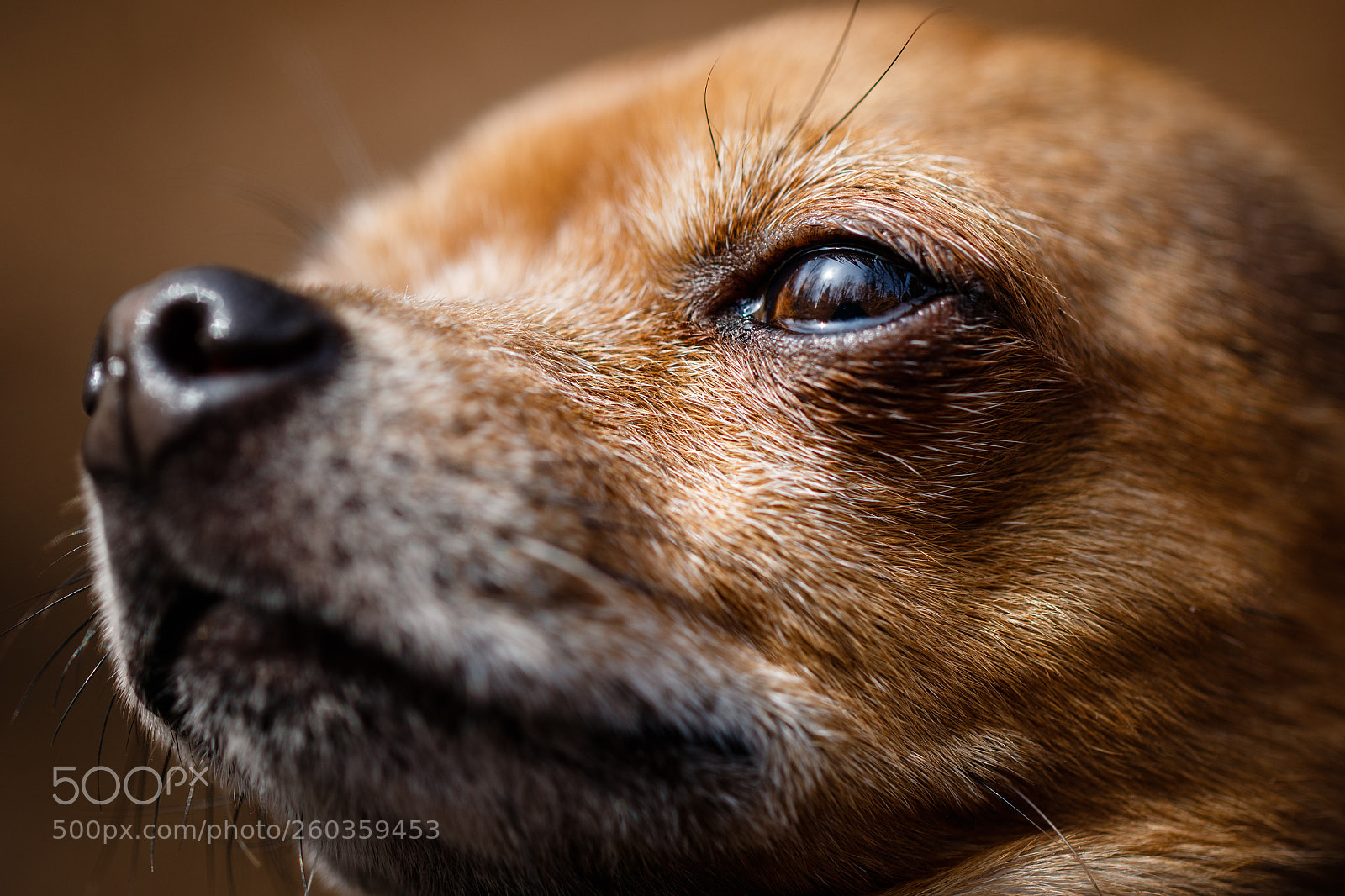 Canon EOS 7D Mark II sample photo. A chihuahua feeling like photography