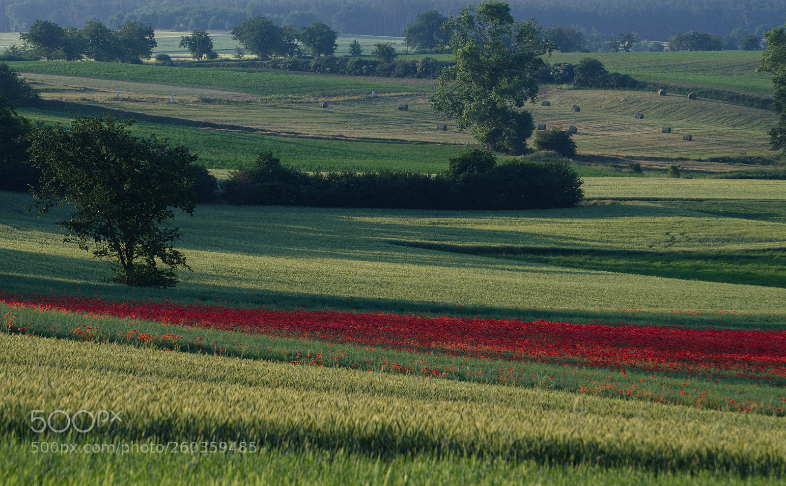 Nikon D7000 sample photo. Poppies photography