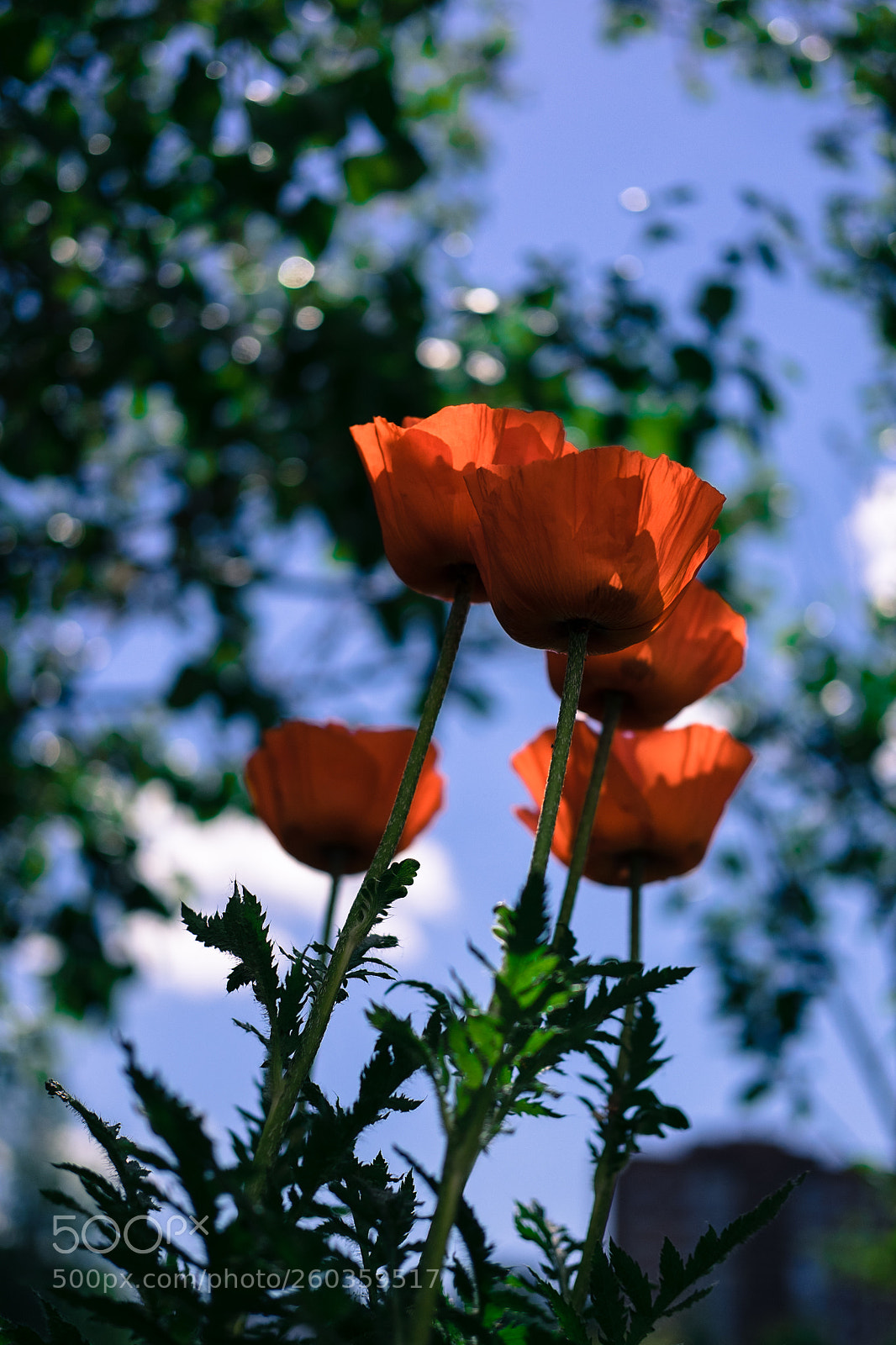 Fujifilm X-T1 sample photo. Poppies in the city photography
