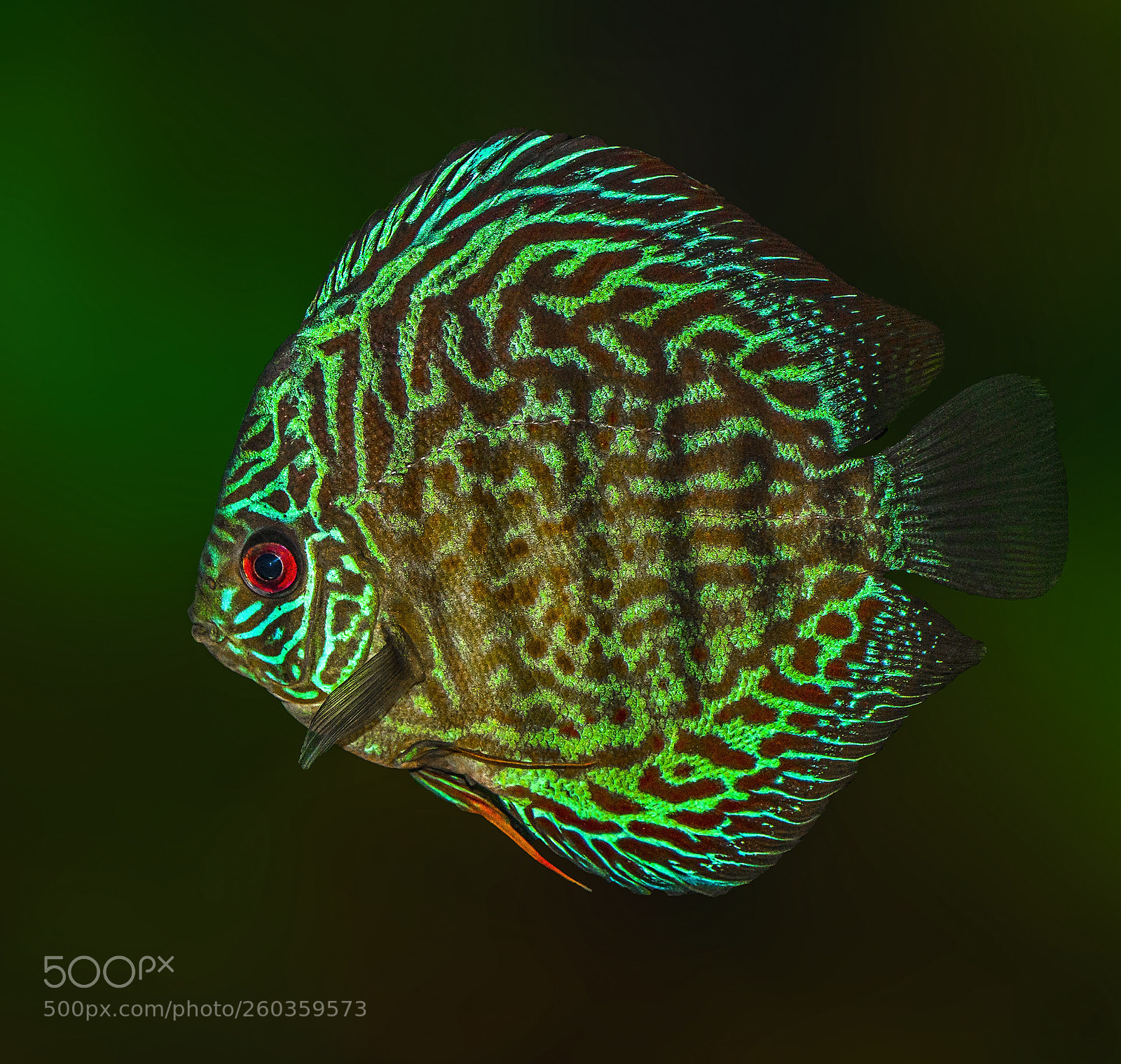 Sony a7R sample photo. Discus brilliant turquoise photography