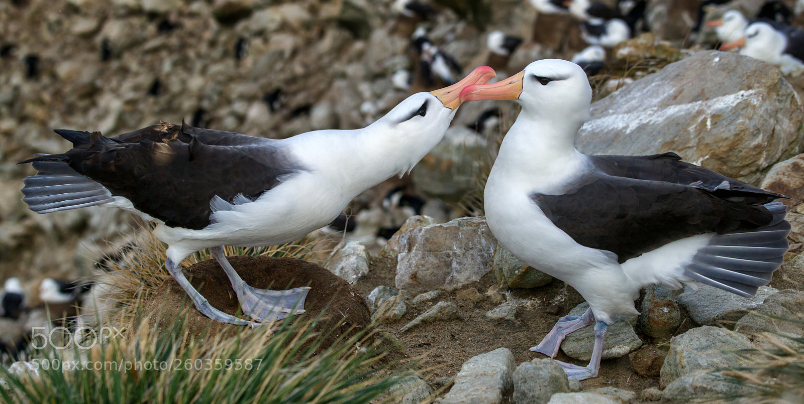 Sony Alpha DSLR-A850 sample photo. Courting black browed albatross photography