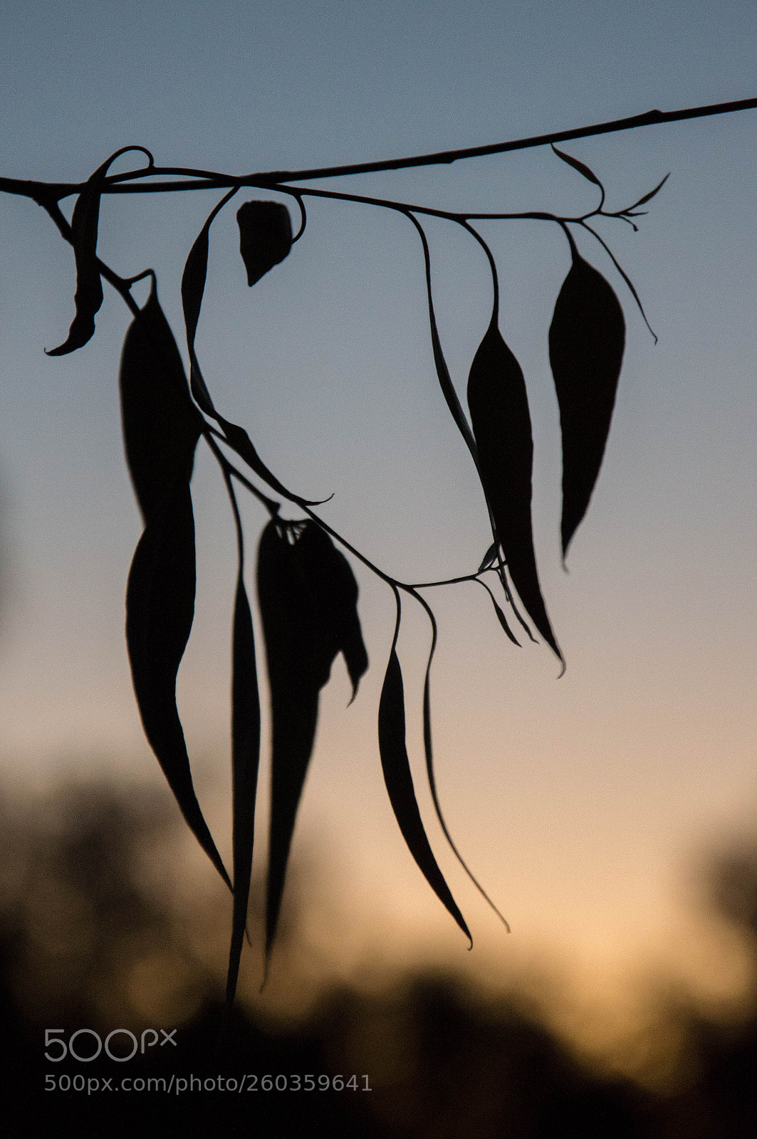 Nikon D3200 sample photo. Kings park sunset photography