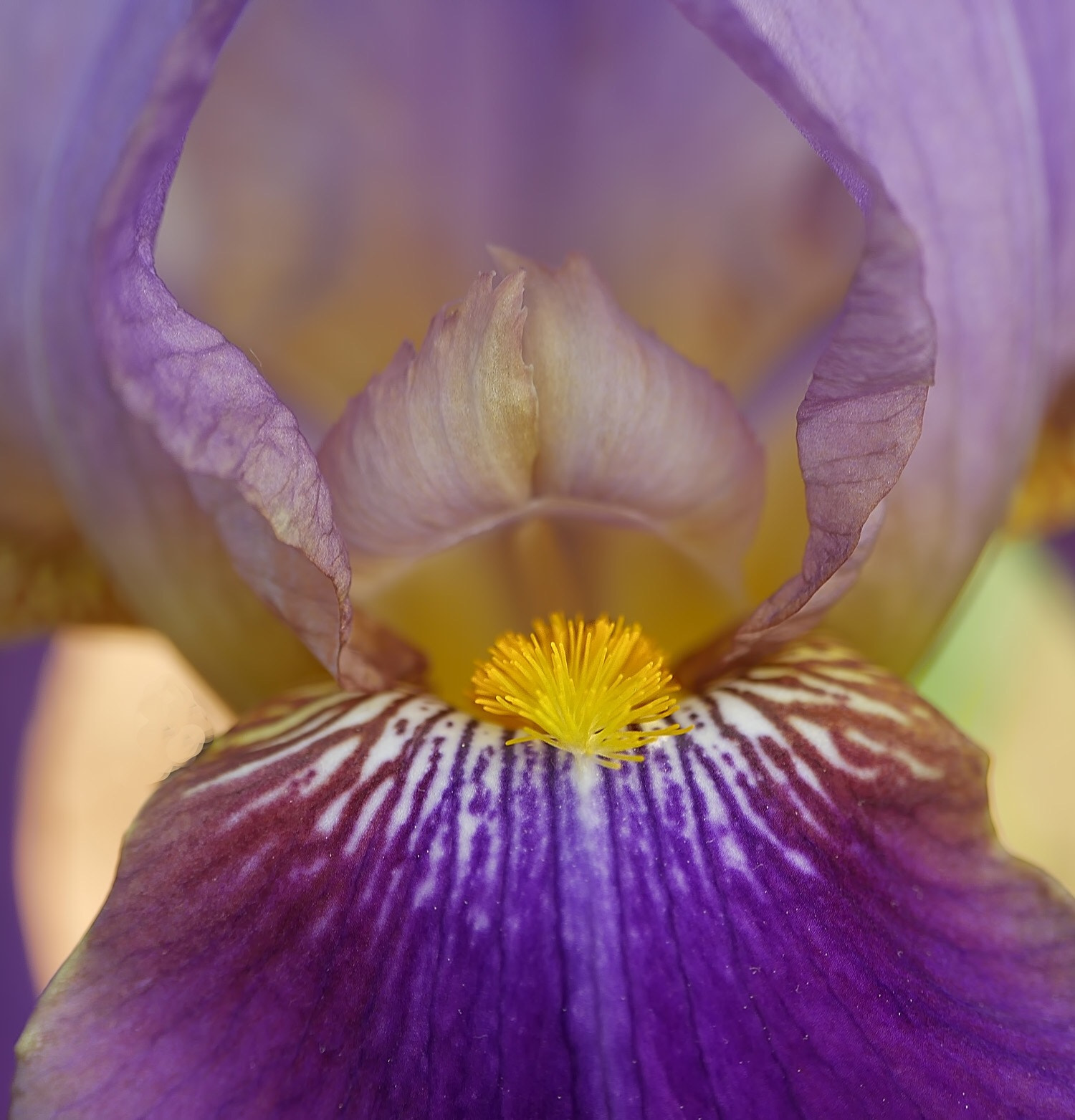 Panasonic Lumix DMC-G7 sample photo. Iris photography