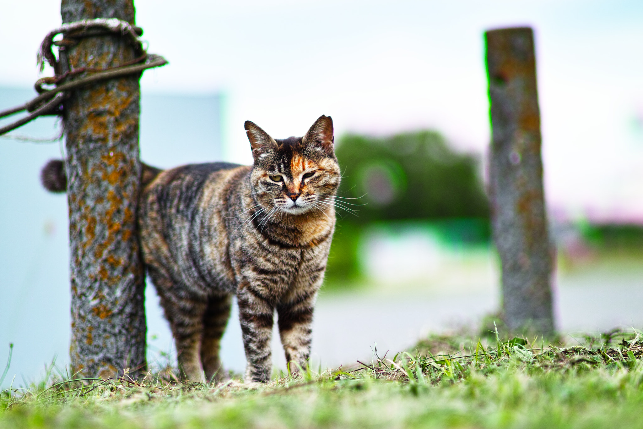 Sigma SD1 Merrill + Sigma 85mm F1.4 EX DG HSM sample photo. Cat every day photography
