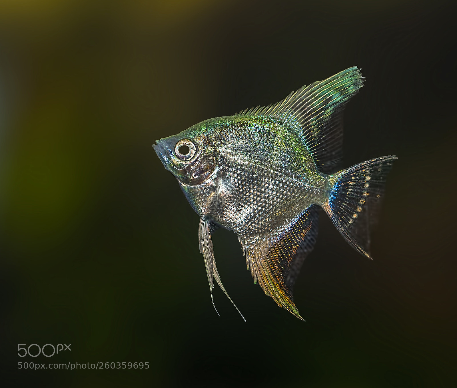 Sony a7R sample photo. 'platinum white' - skalar photography