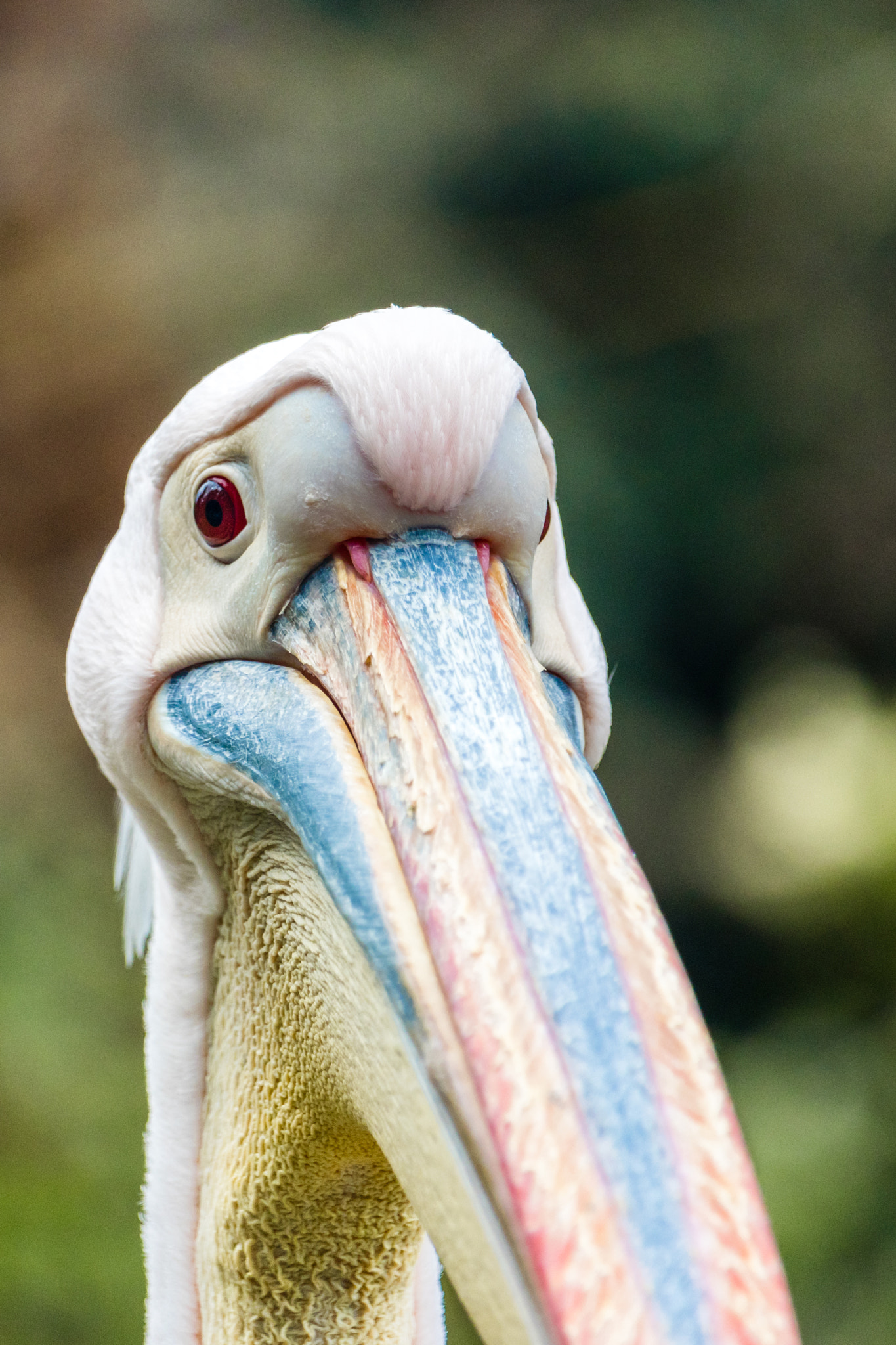 Canon EOS 800D (EOS Rebel T7i / EOS Kiss X9i) sample photo. Pelican photography