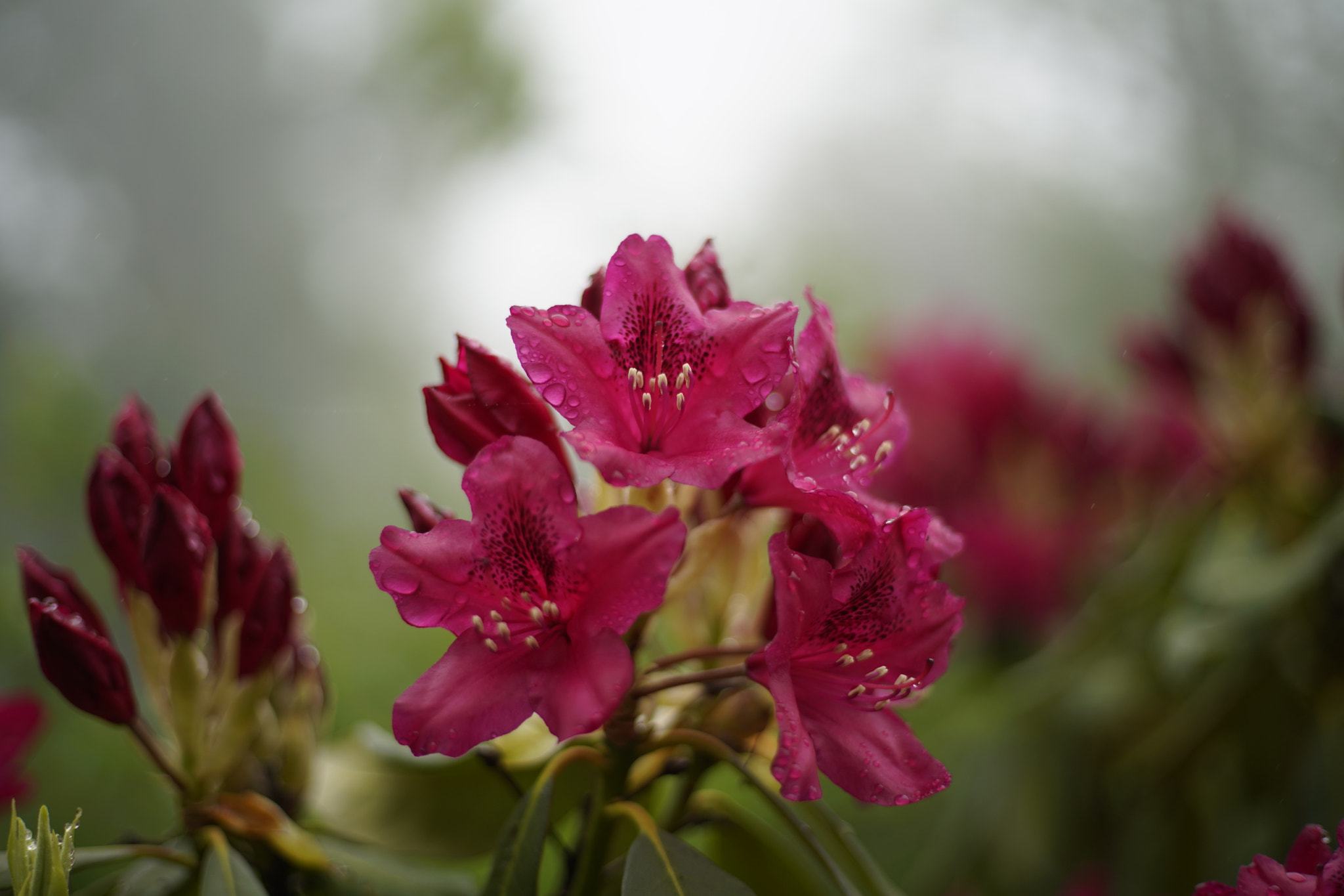 Sony a7 III + Canon EF 50mm F1.8 STM sample photo. Rhododendrons in bloom photography