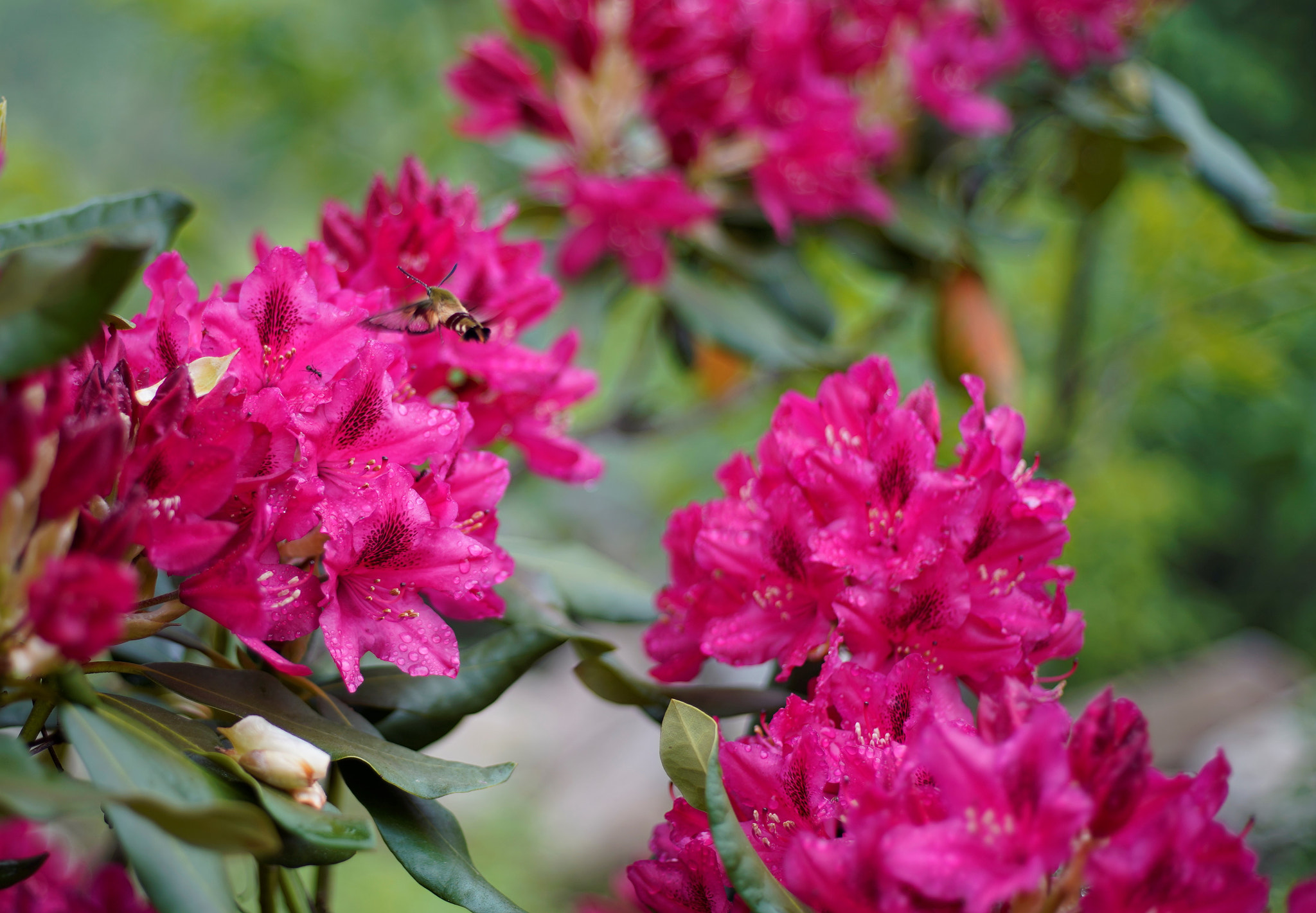 Sony a7 III + Canon EF 50mm F1.8 STM sample photo. Hummingbird moth on rhododendron photography