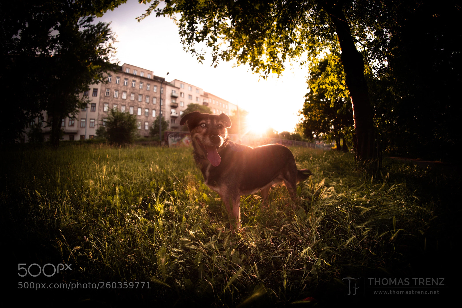 Nikon D600 sample photo. Kira sunset photography