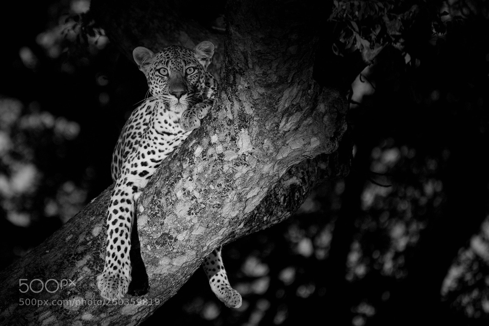 Nikon D750 sample photo. Tree leopard... photography