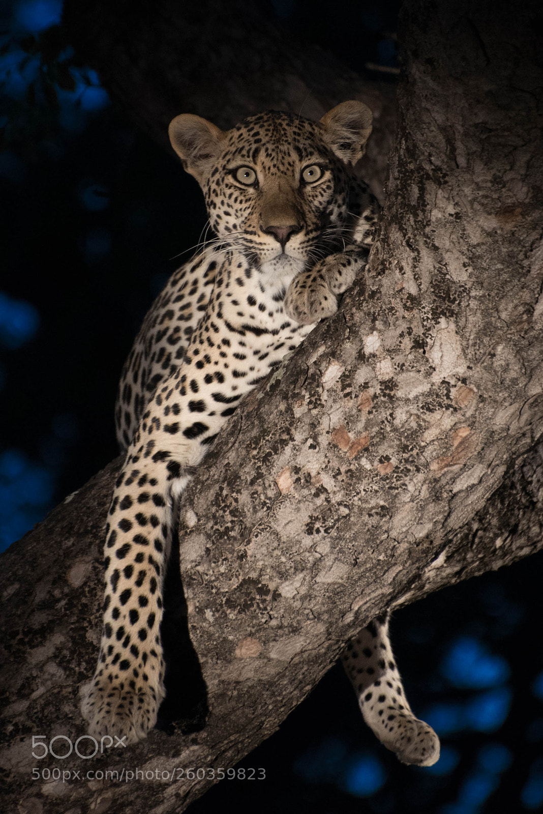 Nikon D750 sample photo. Tree leopard #2 photography