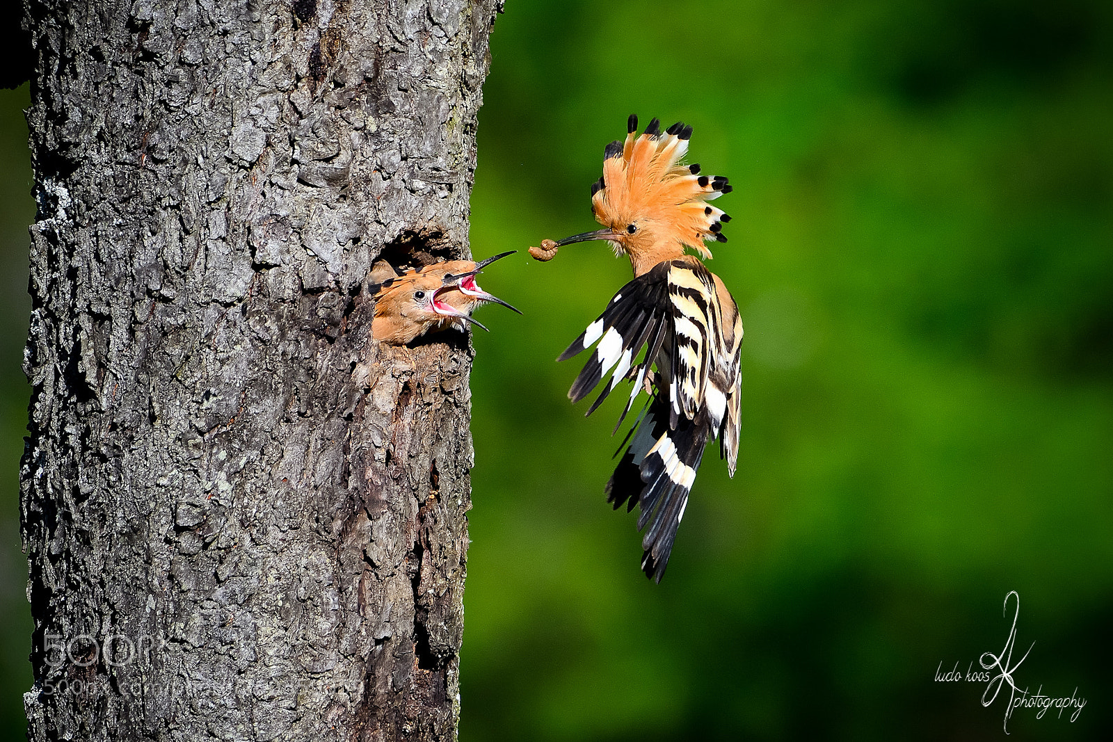 Nikon D500 sample photo. Eurasian hoopoe photography