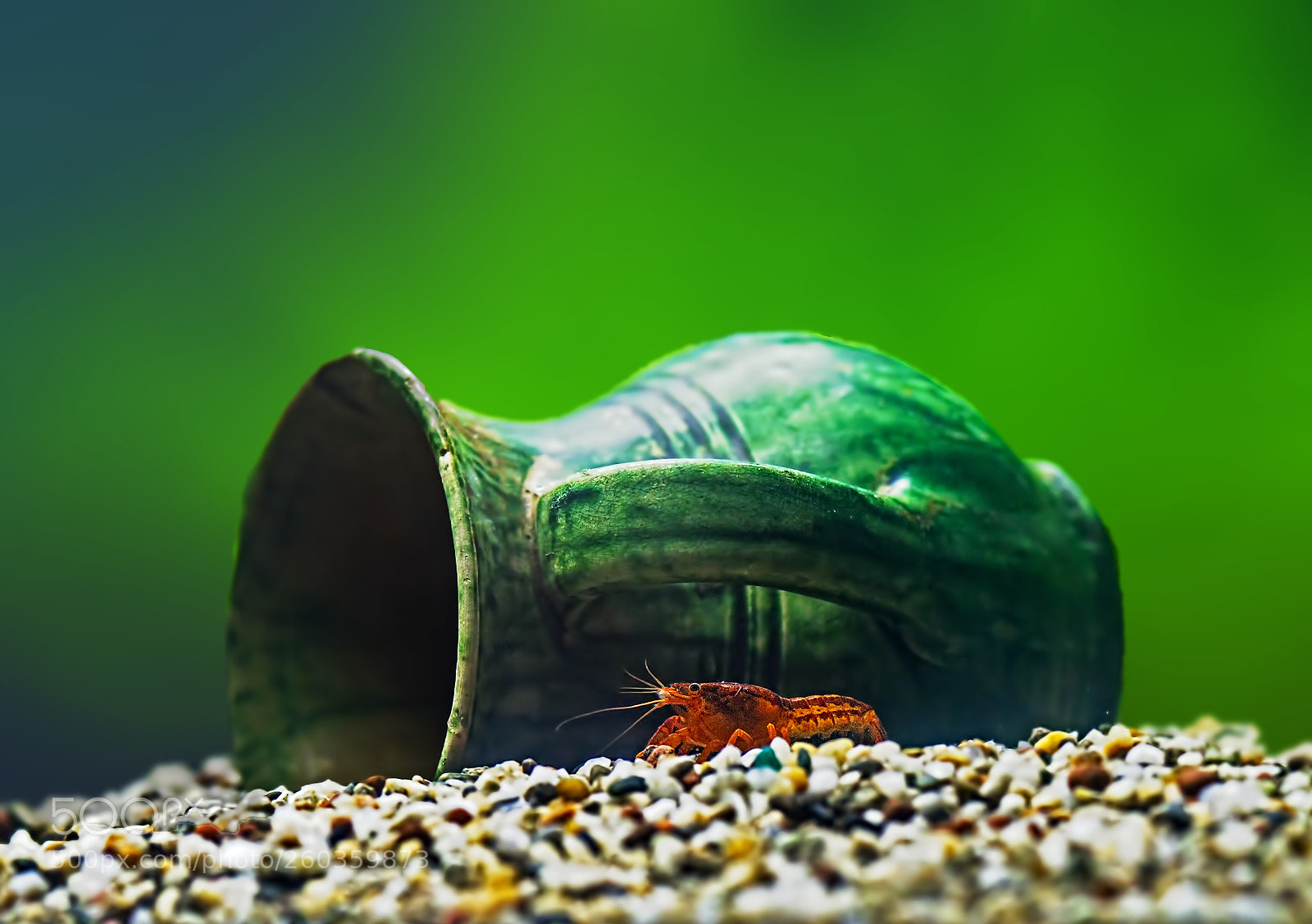 Sony a7R sample photo. Cambarellus patzcuarensis photography