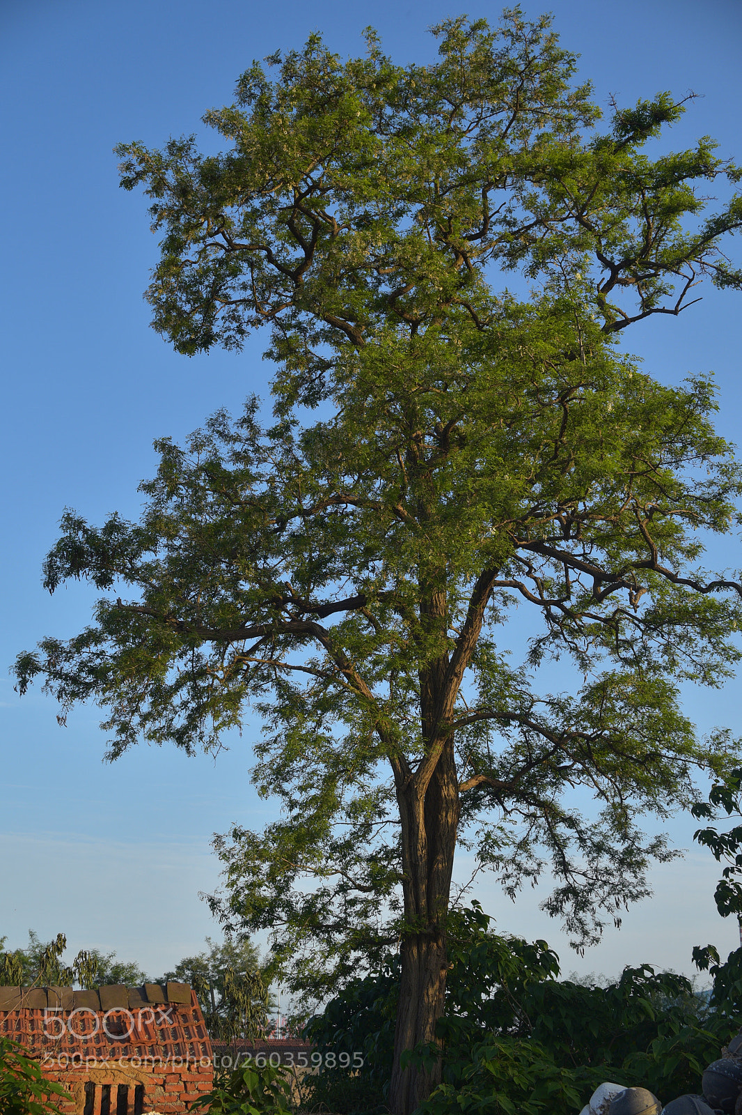 Nikon D750 sample photo. Untitled photography