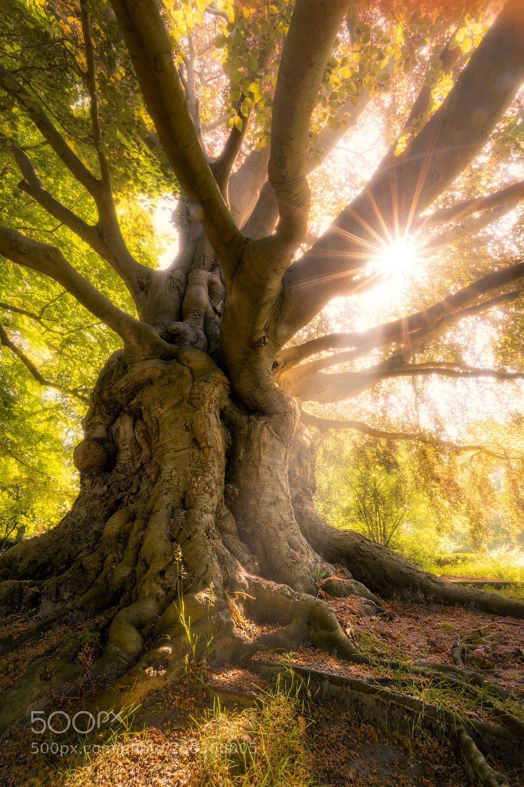 Nikon D7100 sample photo. Treebeard photography