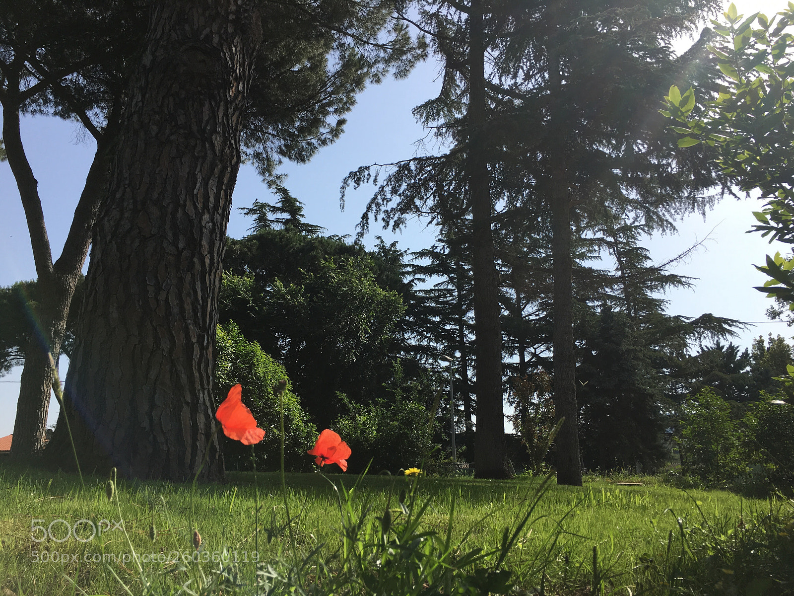 Apple iPhone 6s sample photo. Flowers in rome photography