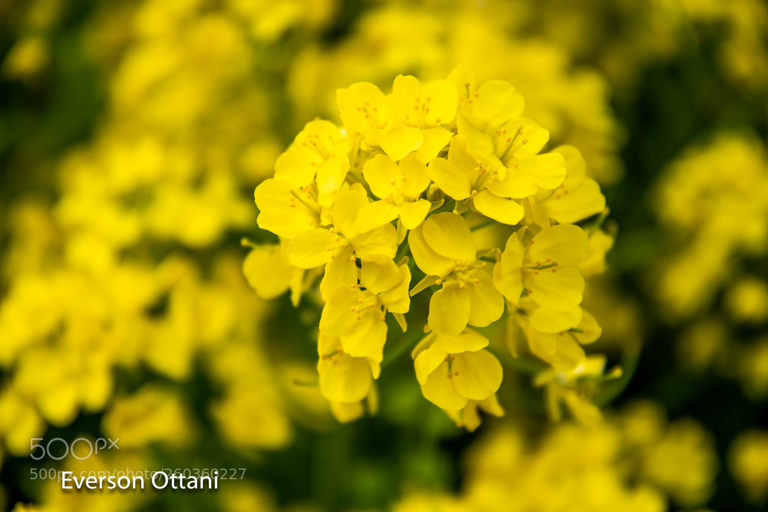Nikon D500 sample photo. Yellow flower photography