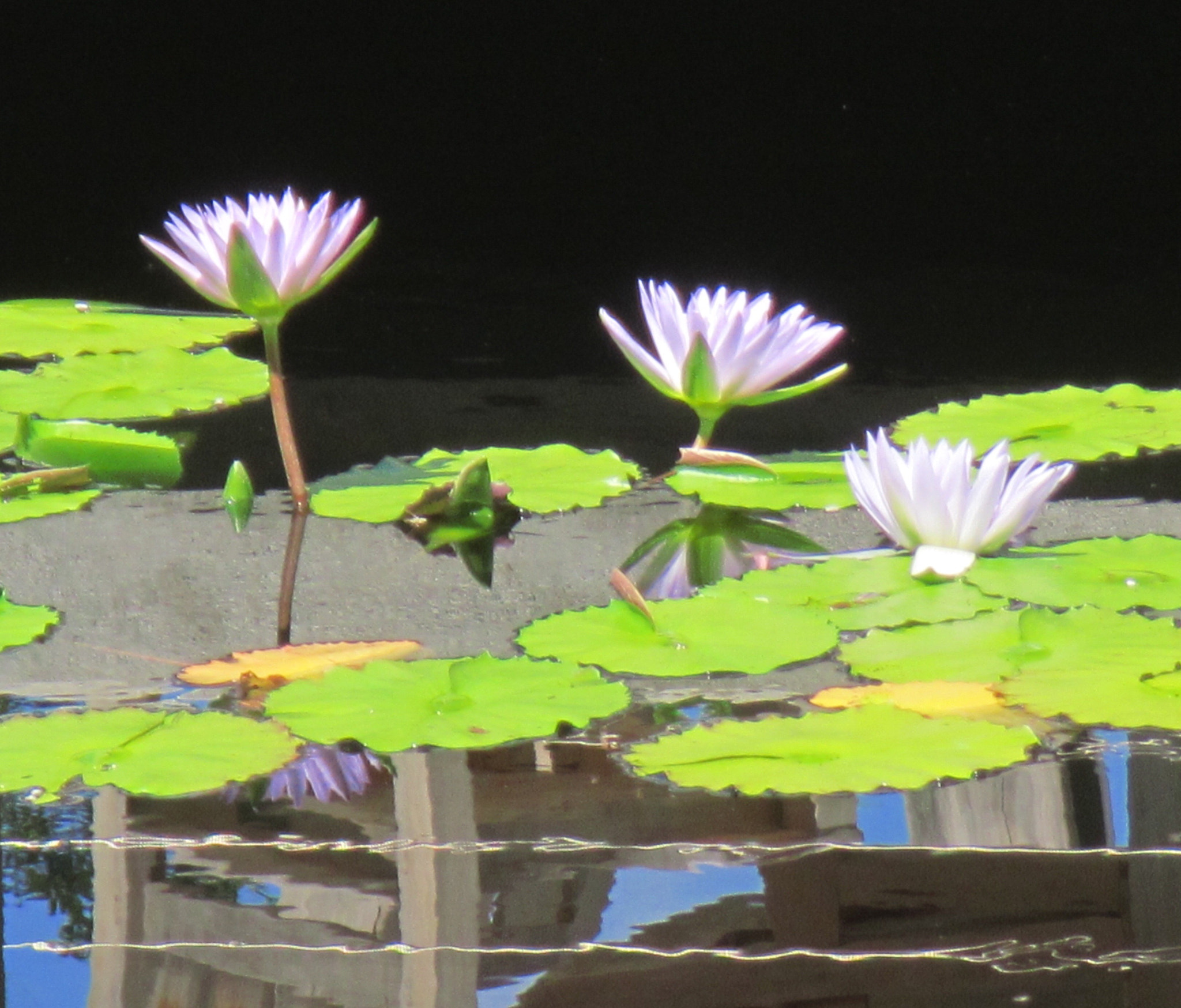 Canon PowerShot D20 sample photo. Water lilies photography