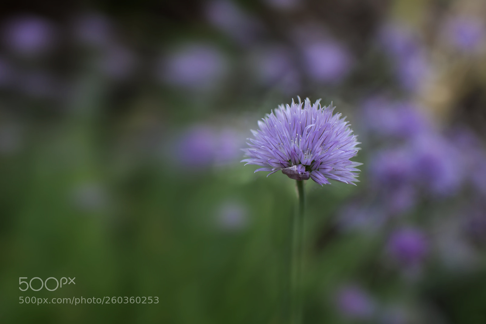 Nikon D800 sample photo. Chives in bloom photography