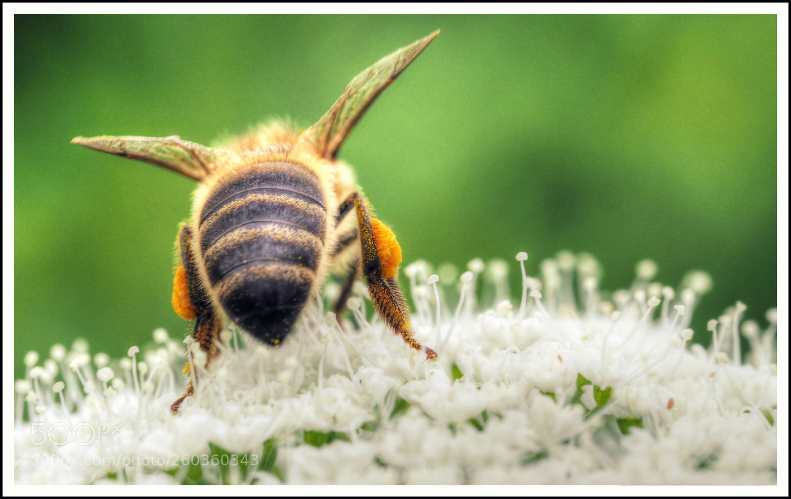 Olympus OM-D E-M1 Mark II sample photo. Von hinten photography
