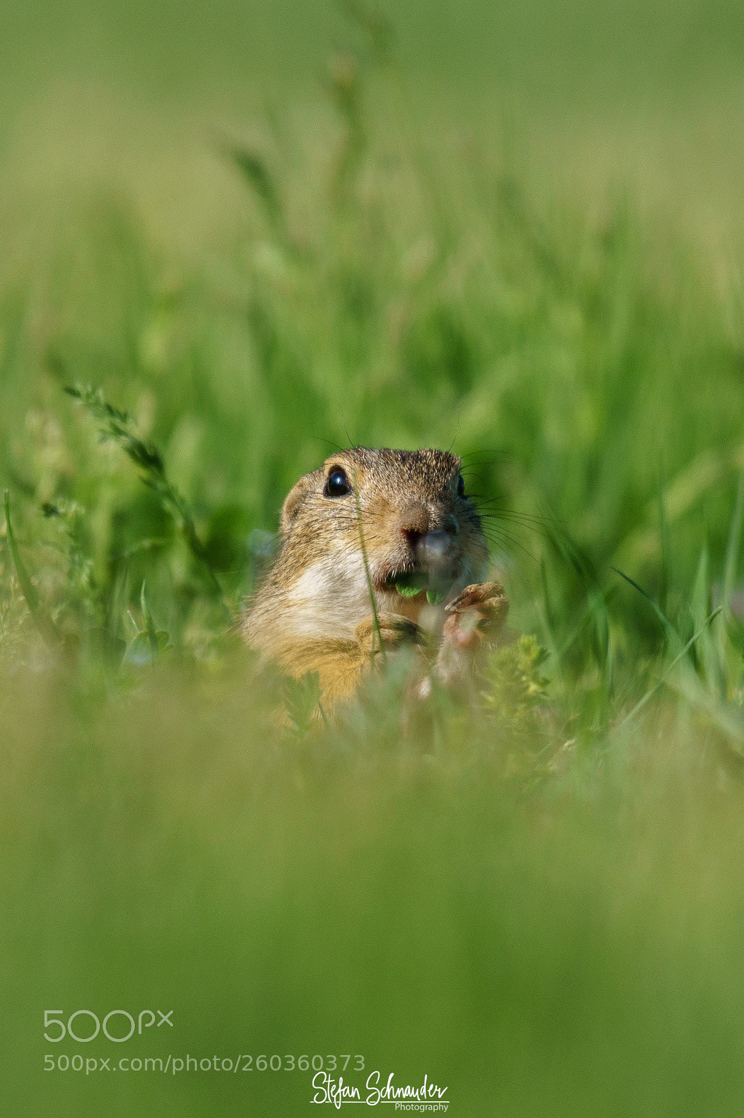 Sony ILCA-77M2 sample photo. Ground squirrel photography