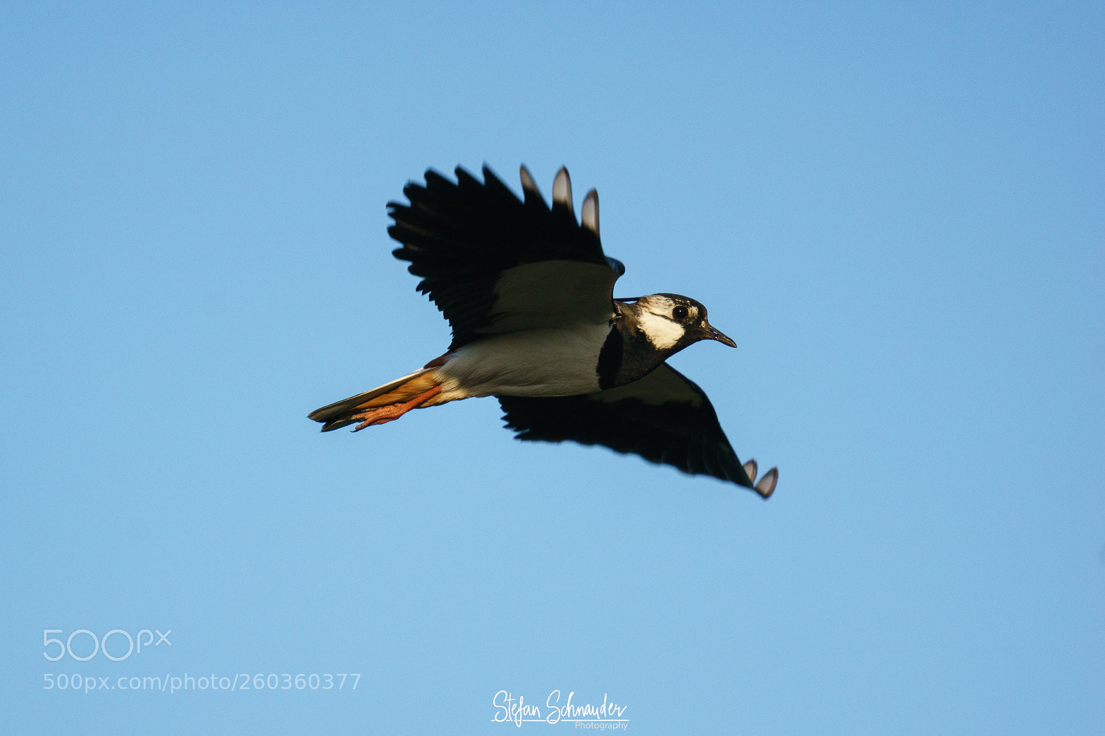 Sony ILCA-77M2 sample photo. Lapwing photography