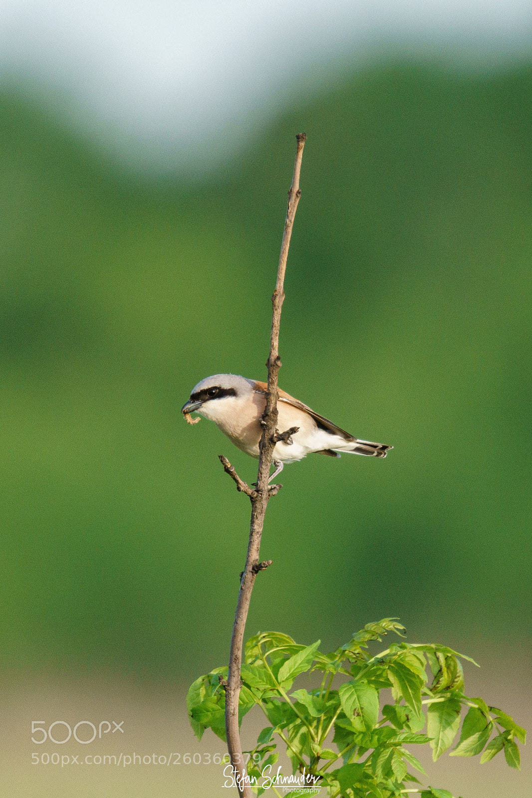 Sony ILCA-77M2 sample photo. Red-backed shrike photography