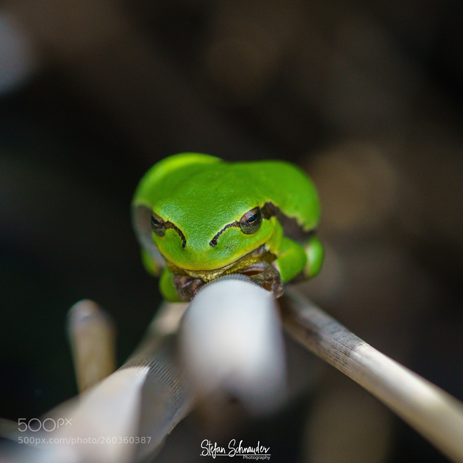 Sony ILCA-77M2 sample photo. Tree frog photography