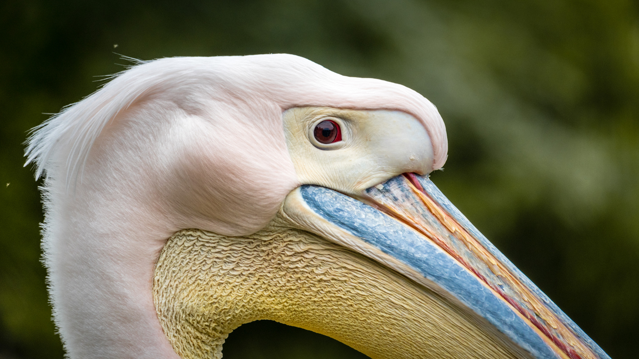 Canon EOS 800D (EOS Rebel T7i / EOS Kiss X9i) sample photo. Pelican photography