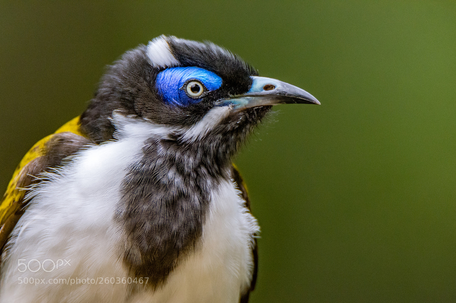 Nikon D7200 sample photo. Blue-faced honeyeater portrait photography