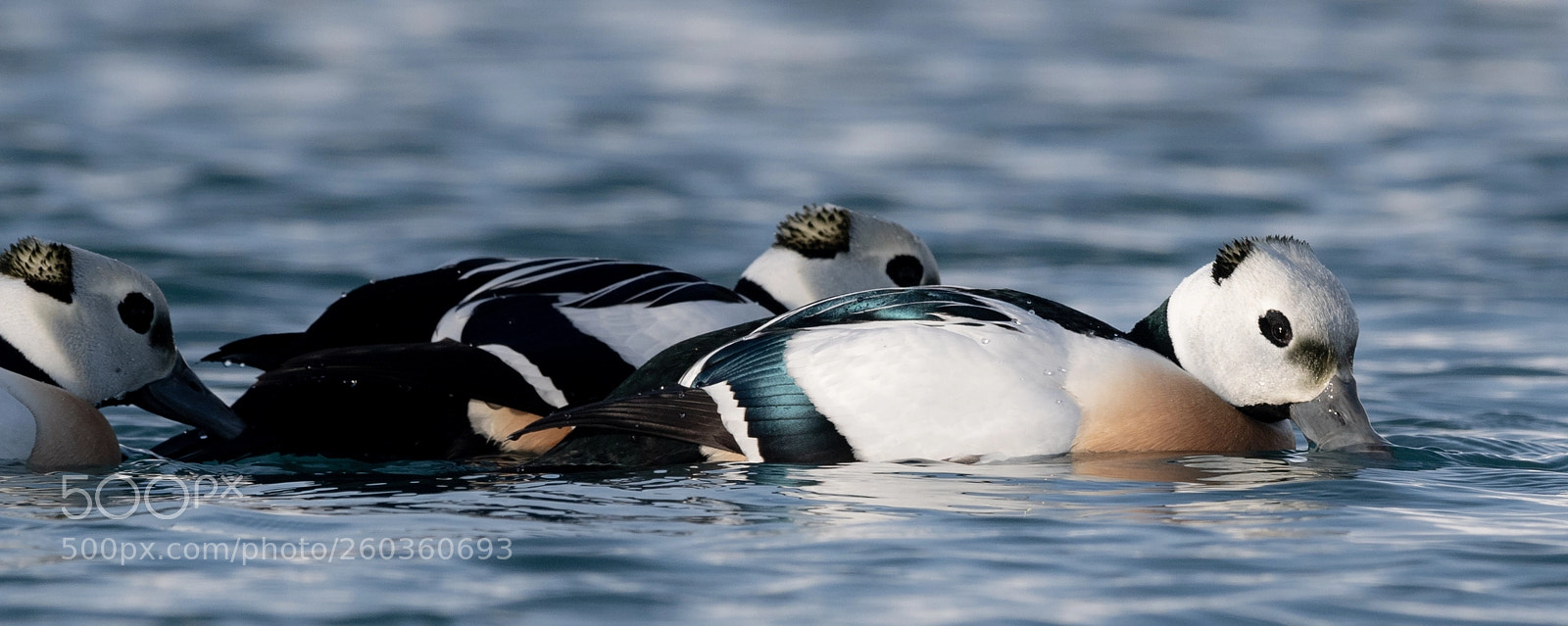 Nikon D5 sample photo. Steller's eider photography