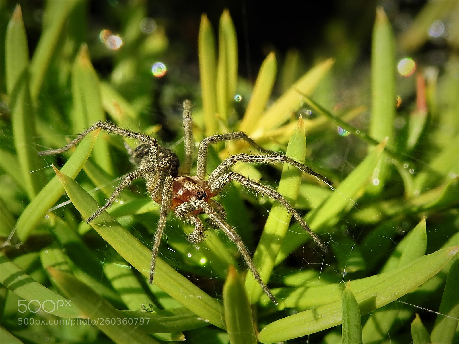 Nikon Coolpix P900 sample photo. Floating giant spider... photography