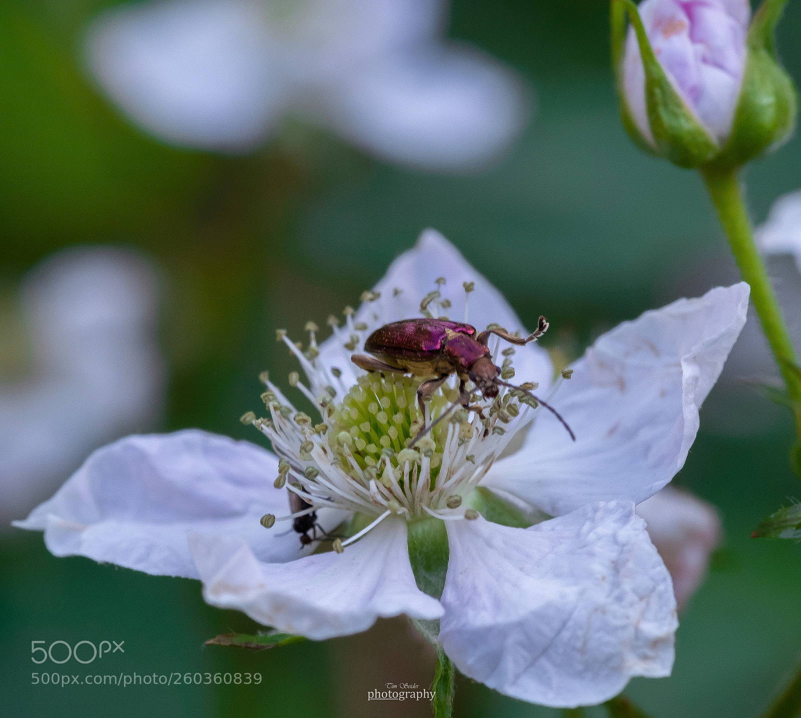 Fujifilm X-T20 sample photo. Cerambycidae photography