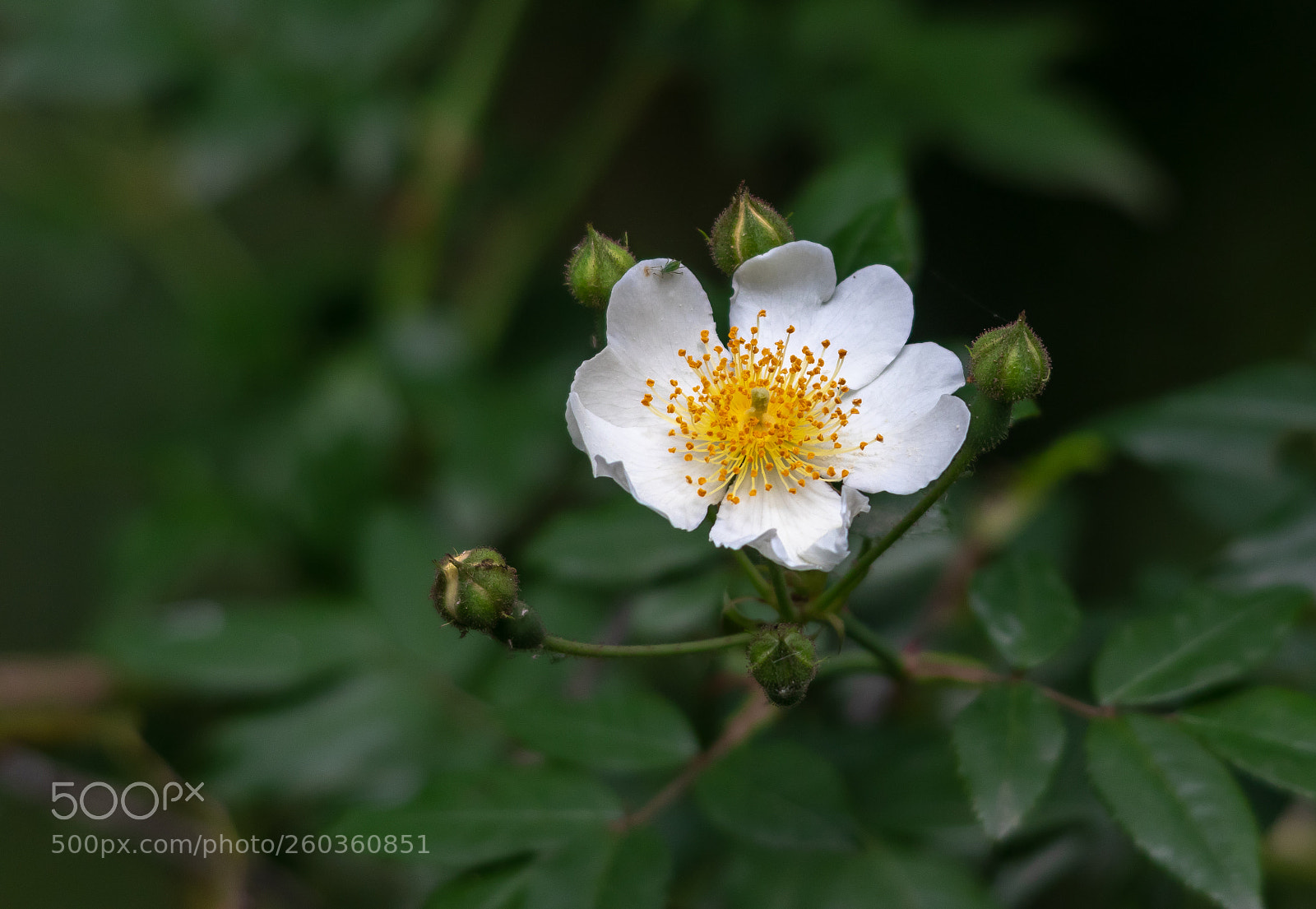 Canon EOS 80D sample photo. Untitled photography
