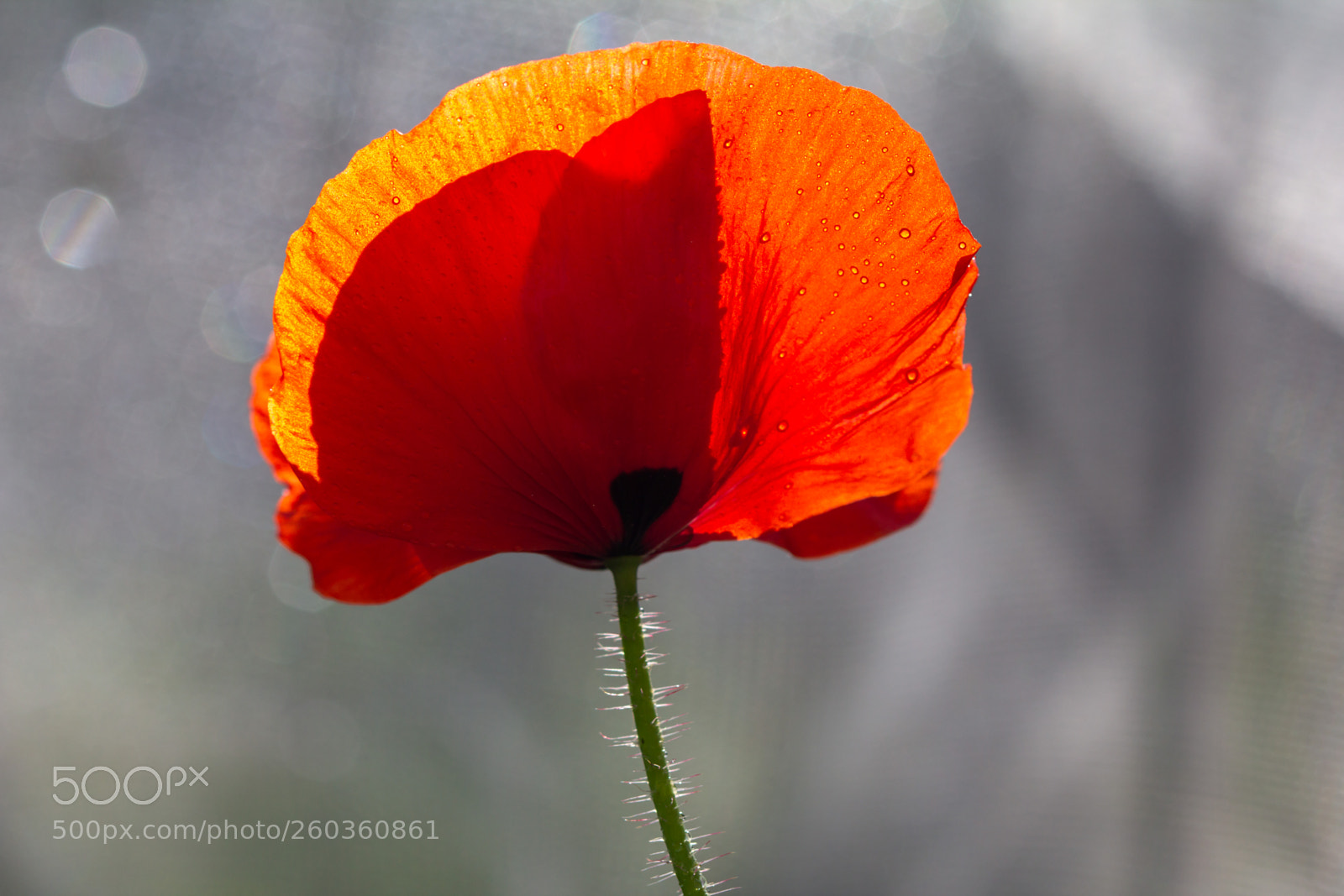 Canon EOS 60D sample photo. Red poppy photography