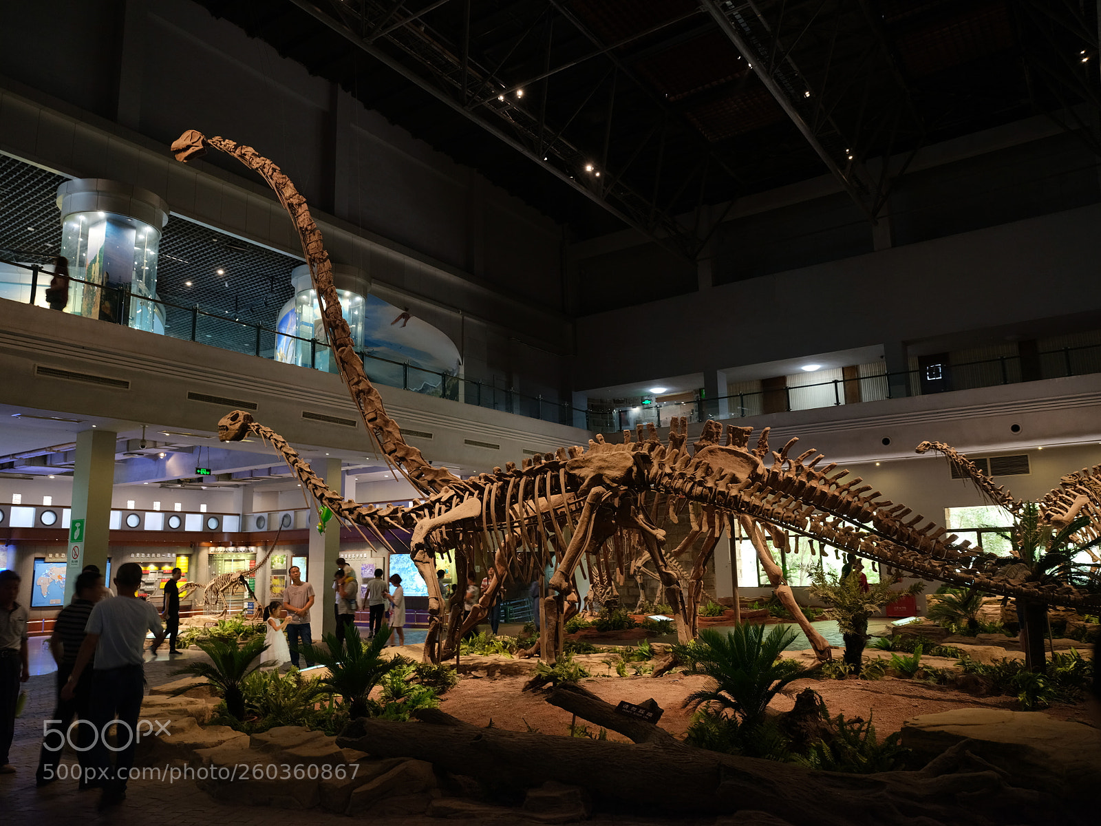 Fujifilm GFX 50S sample photo. Dinosaur photography