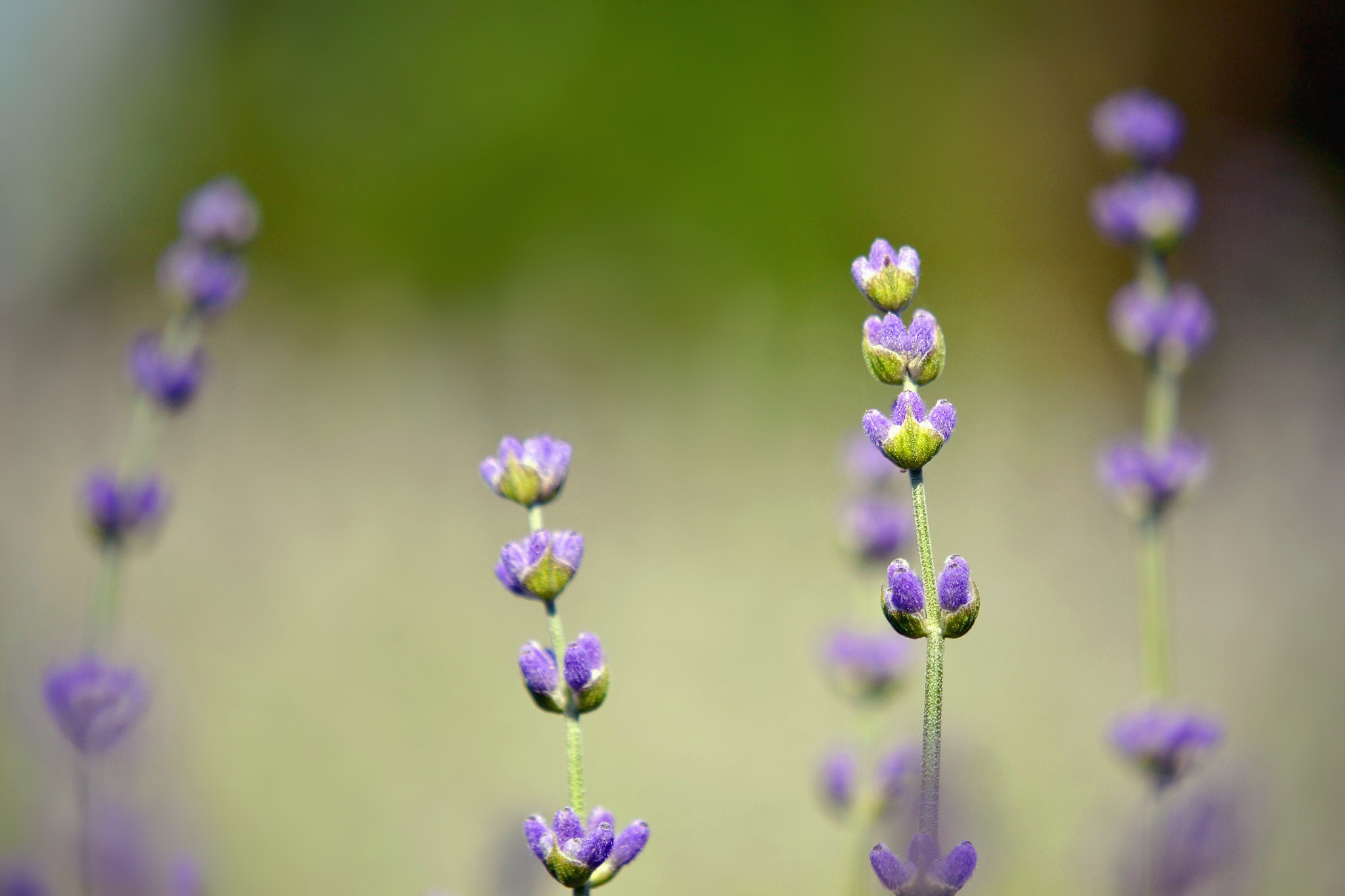 Nikon AF-S DX Micro-Nikkor 85mm F3.5G ED VR sample photo. Lavender photography