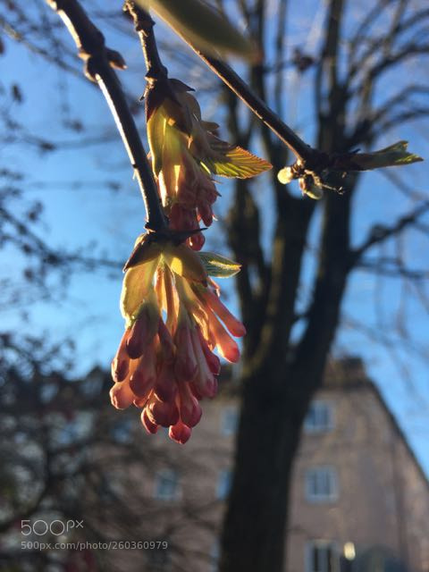 Apple iPhone 6 sample photo. Img photography