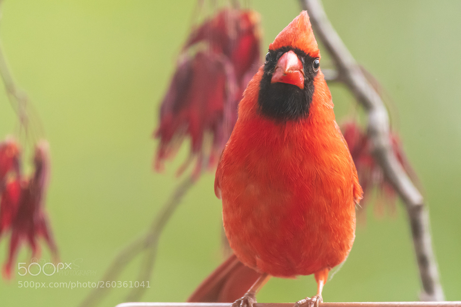 Nikon D500 sample photo. Northern cardinal - male photography