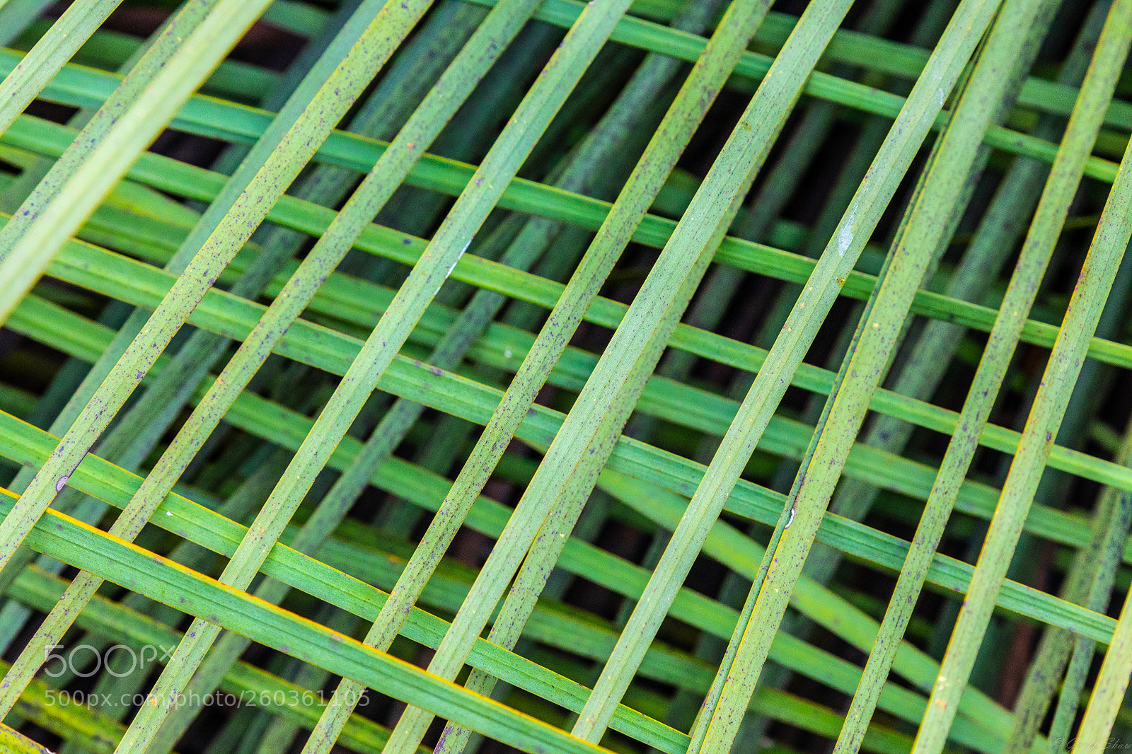Canon EOS 5D Mark IV sample photo. Criss-cross yacka leaves photography