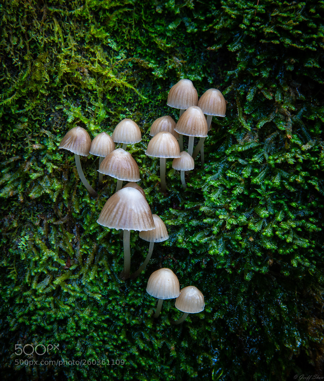 Canon EOS 5D Mark IV sample photo. Fungi and moss 4 photography
