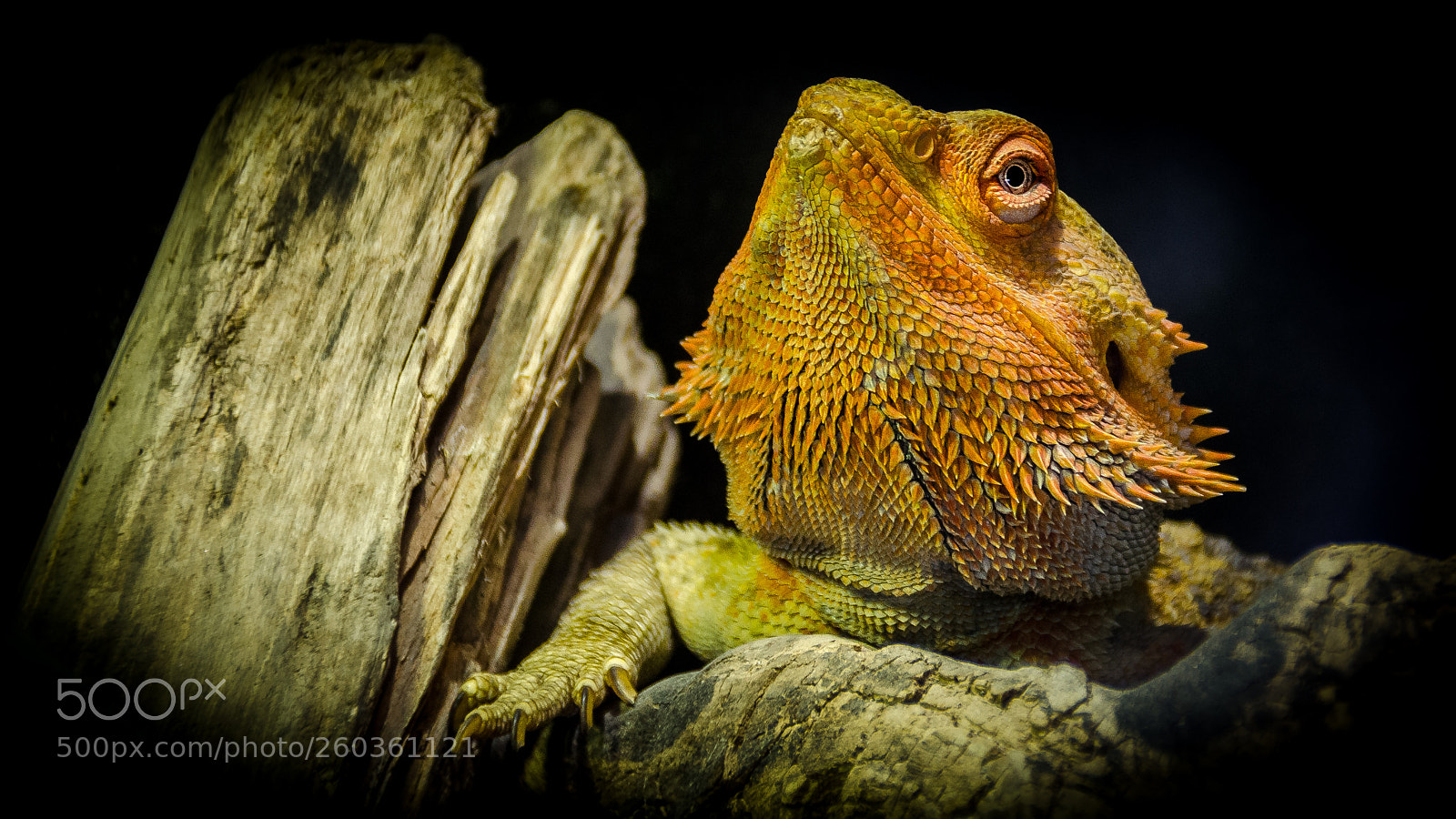 Nikon D5100 sample photo. Bearded dragon photography
