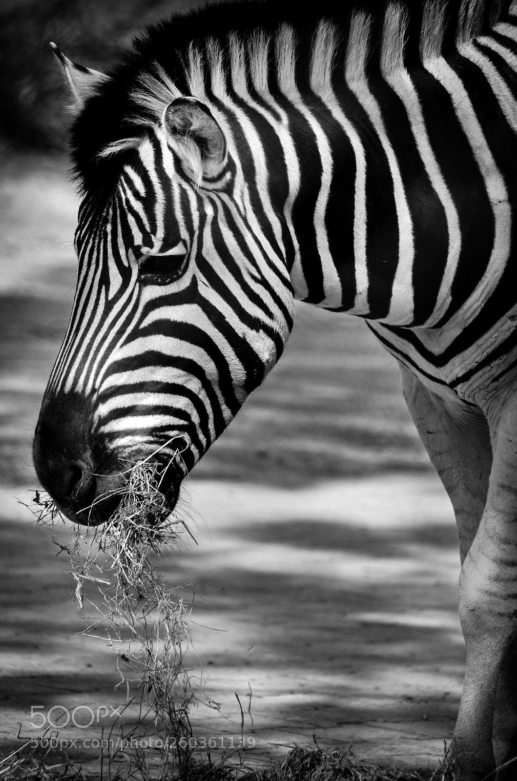 Nikon D5100 sample photo. Burchell zebra photography