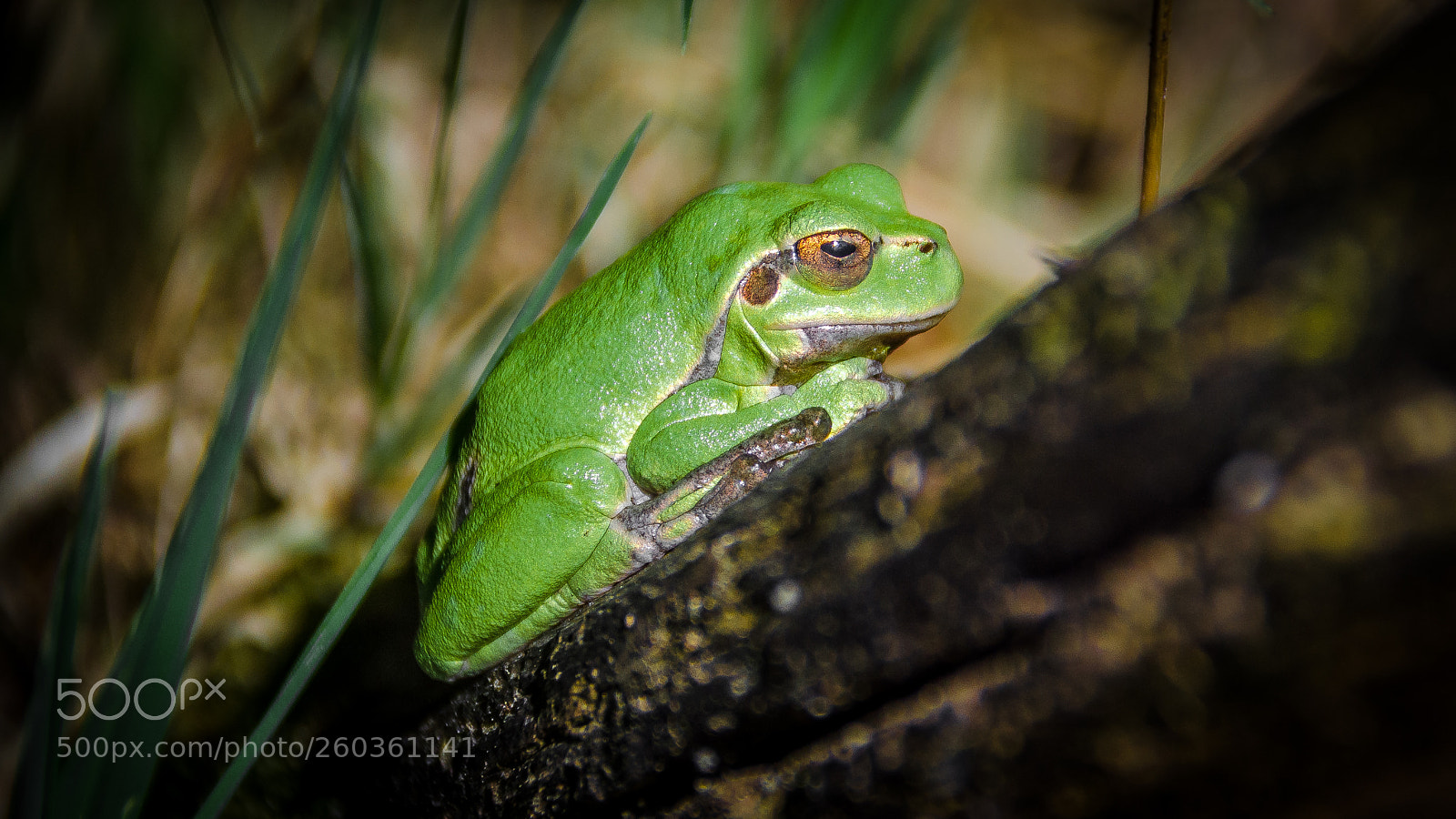 Nikon D5100 sample photo. European tree frog photography