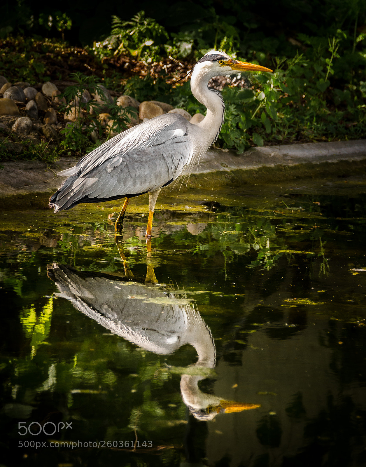 Nikon D5100 sample photo. Gray heron photography