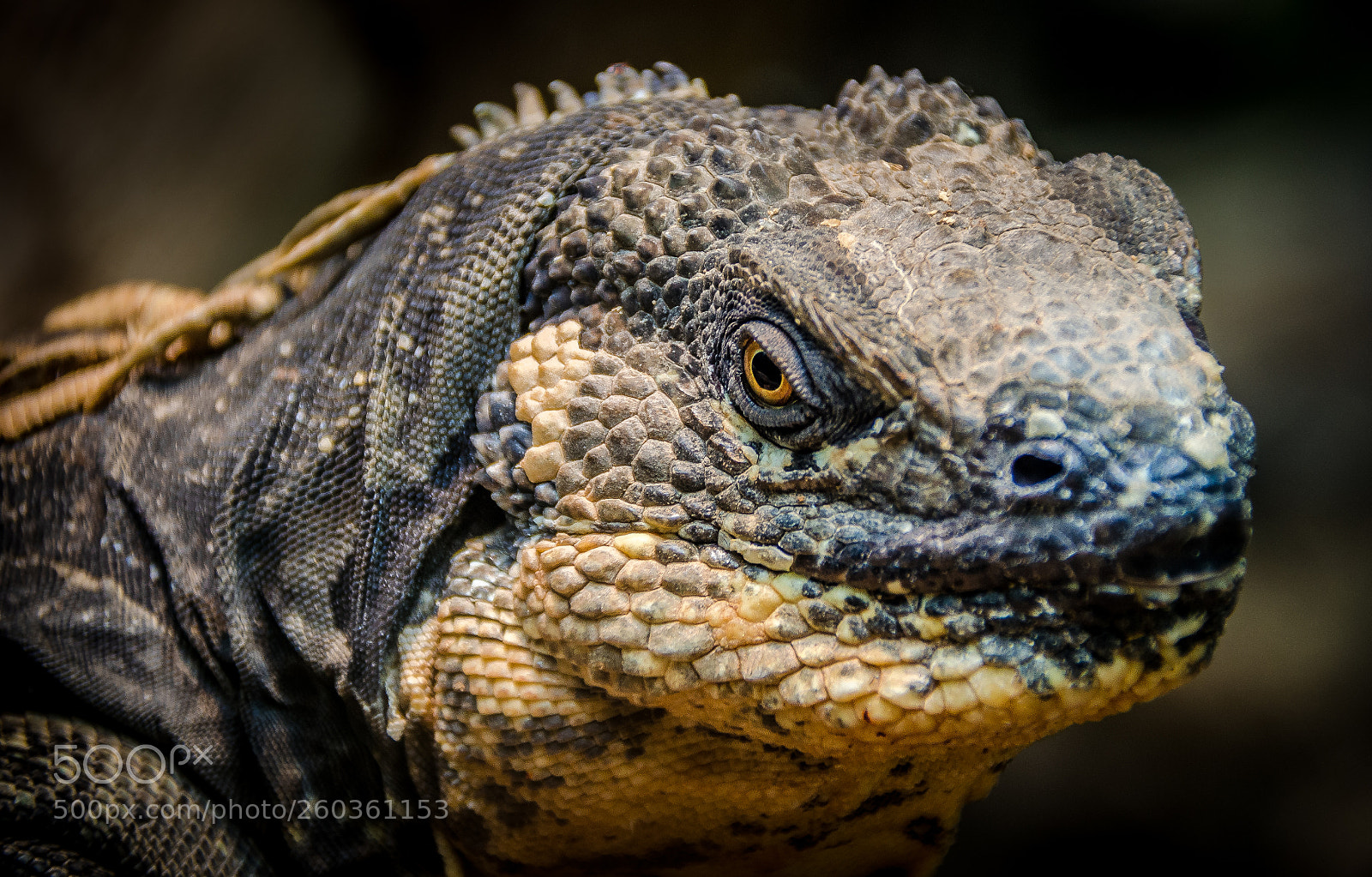 Nikon D5100 sample photo. Black breast iguana photography